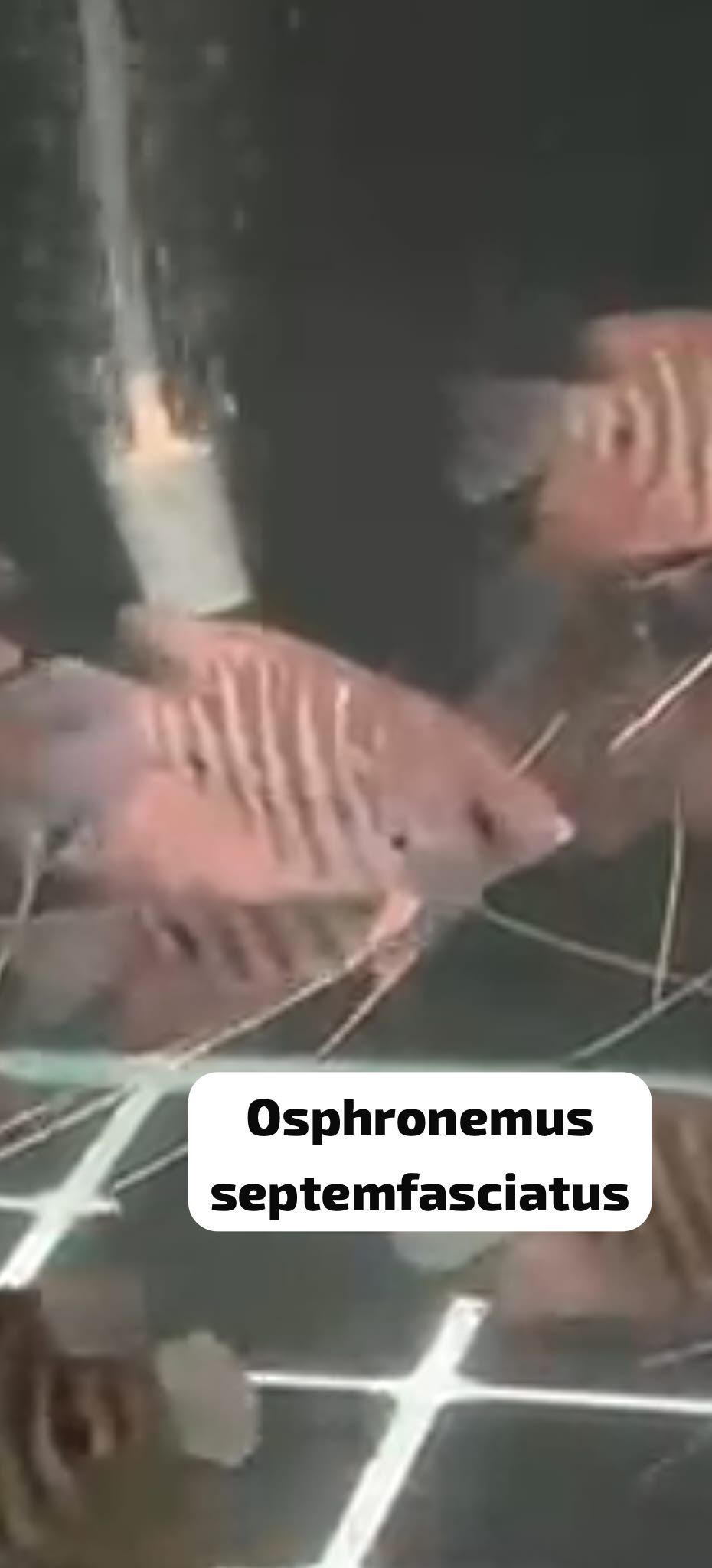 Gourami Osphronemus septemfasciatus Kalimantan Red Kaloi Borneo Giant Gourami