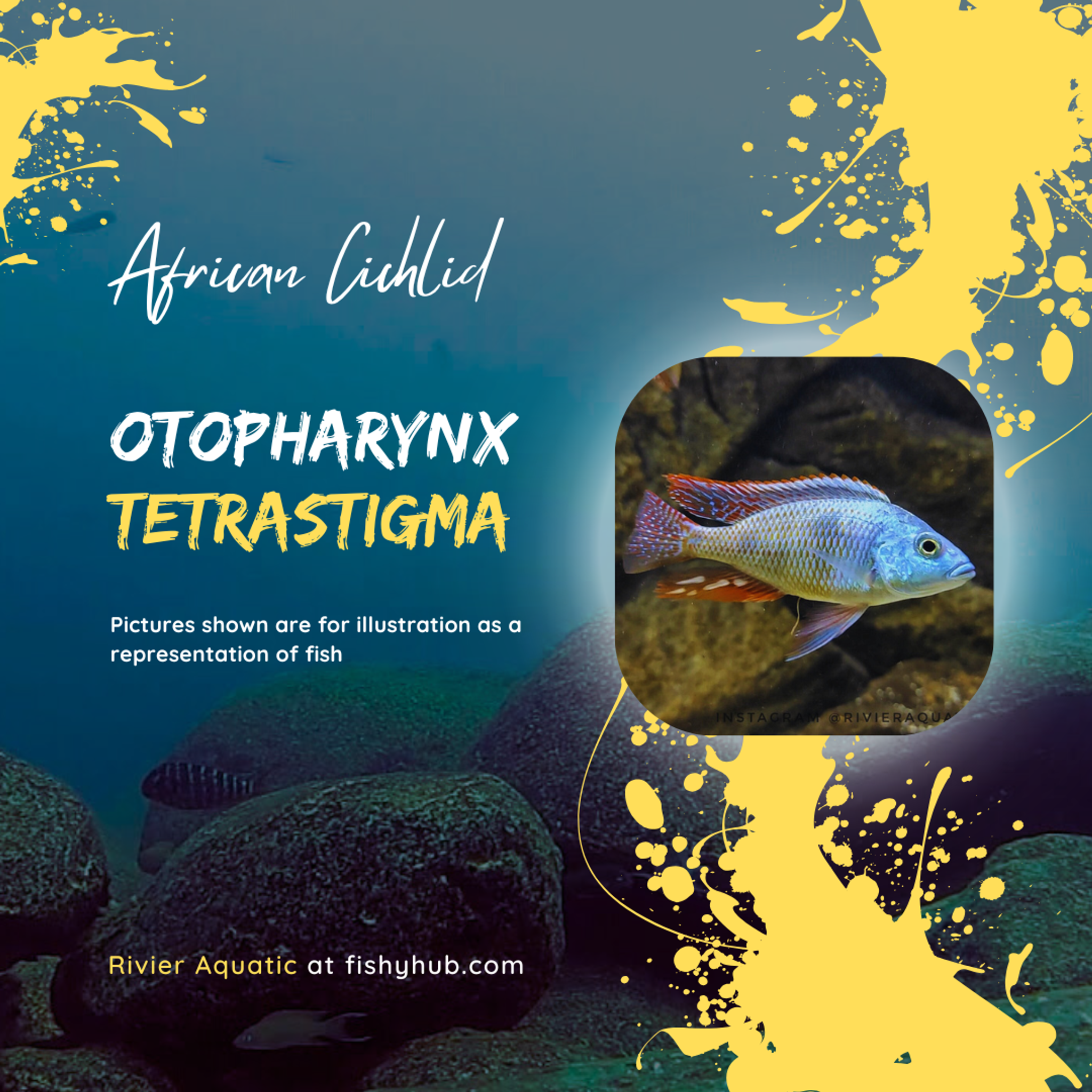 Tetrastigma Cichlid (Otopharynx Tetrastigma)