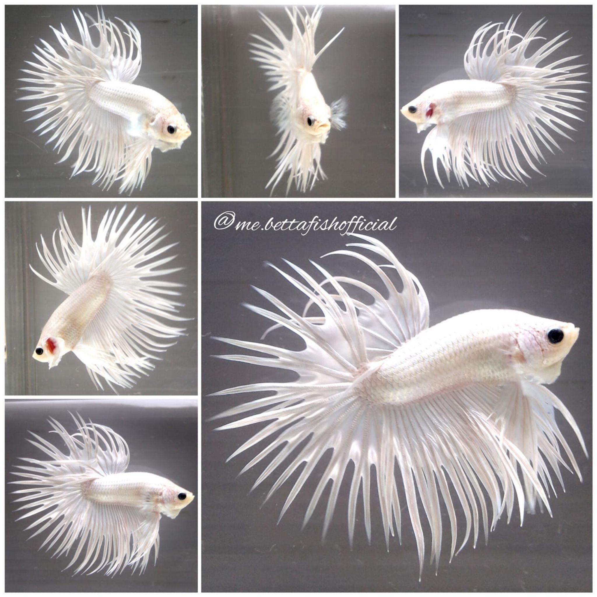 Over Crown Tail White Platinum