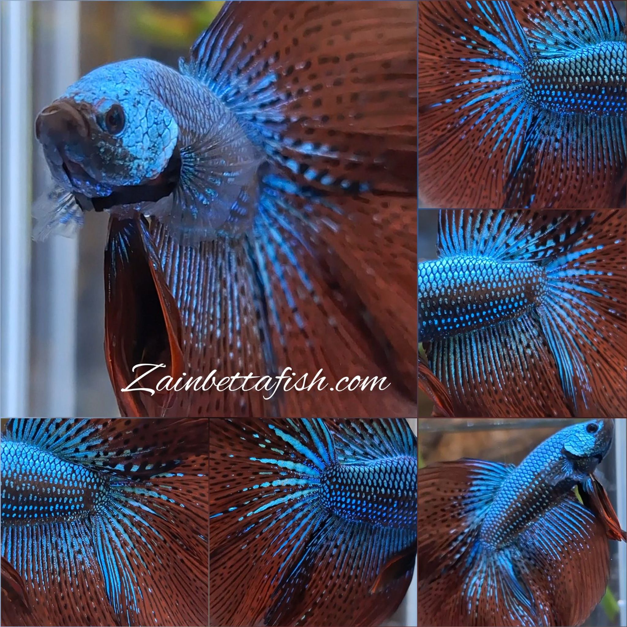 Wild Betta (Over Halfmoon Alien Green Wild Betta Fish)