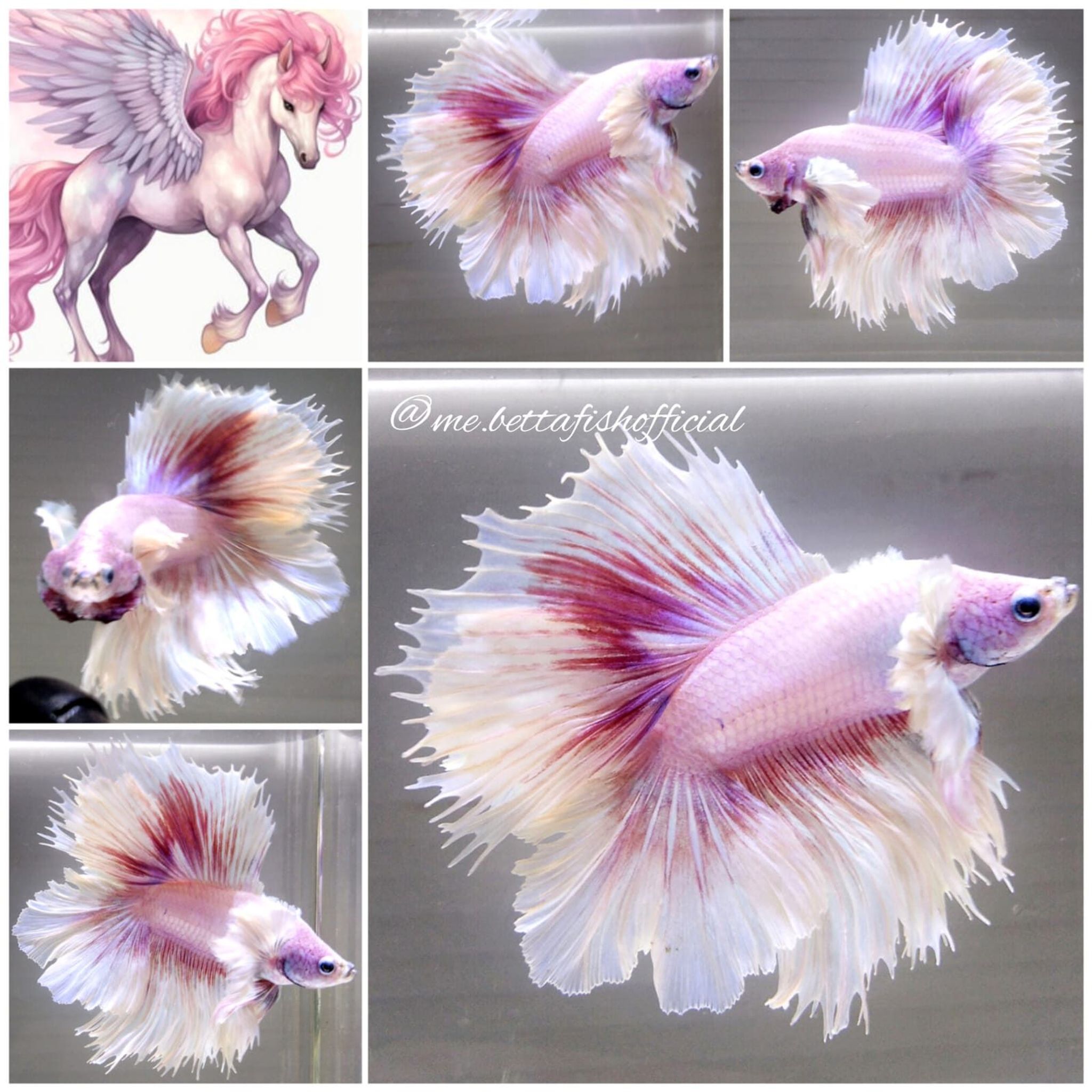 Over Halfmoon Double Rosetail Super Dumbo Ear Pink Alicorn ( Rare)