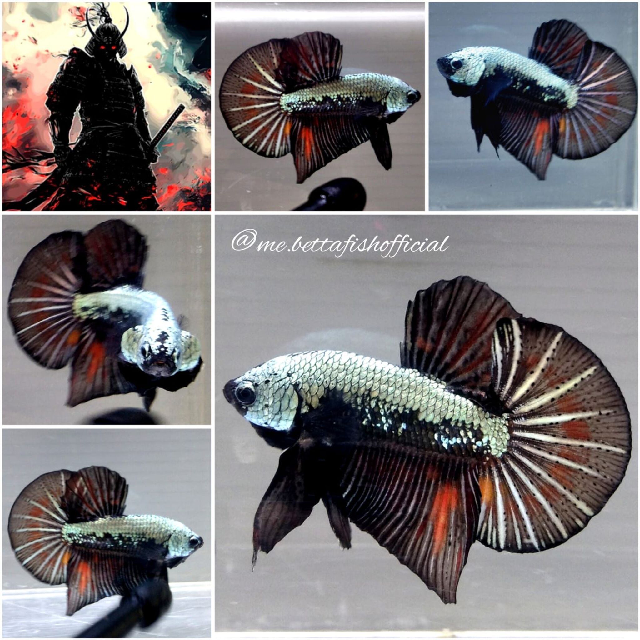 Over Halfmoon Plakat Black Samurai Variation