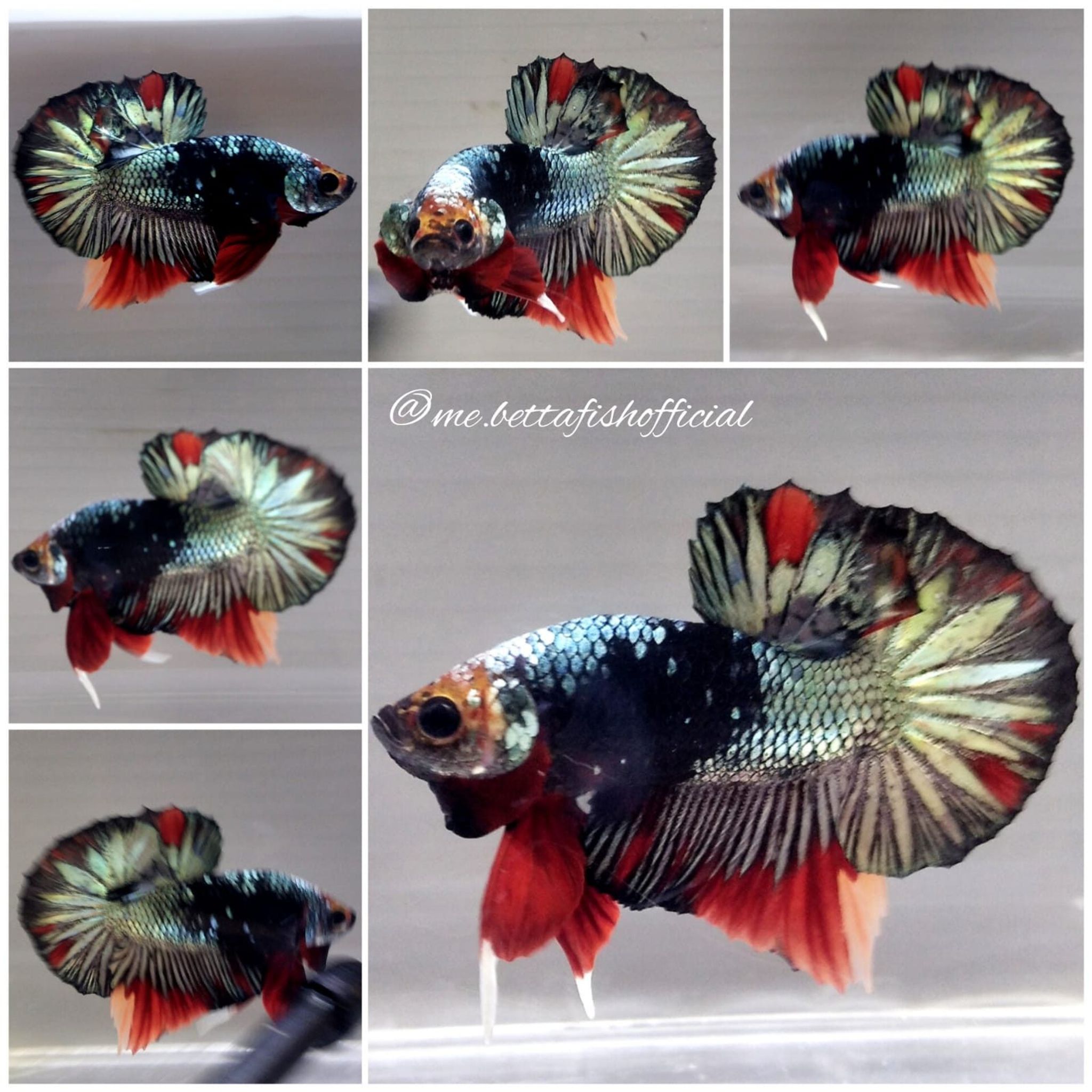 Over Halfmoon Plakat Black Variation