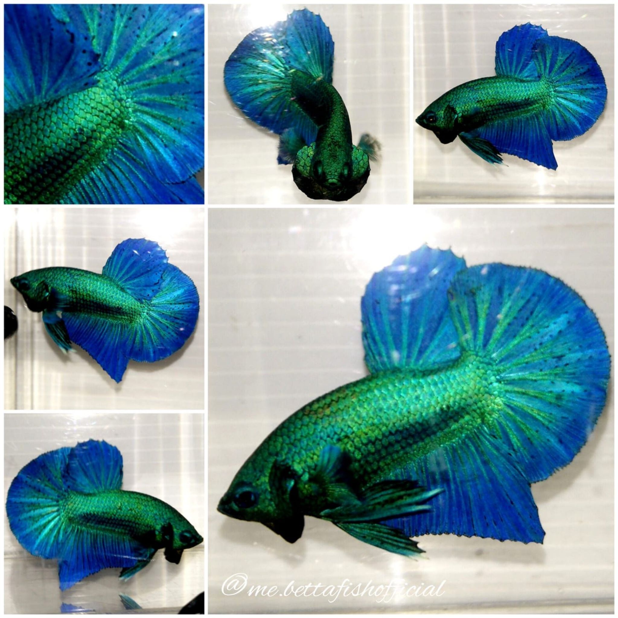 Over Halfmoon Plakat Green and Blue