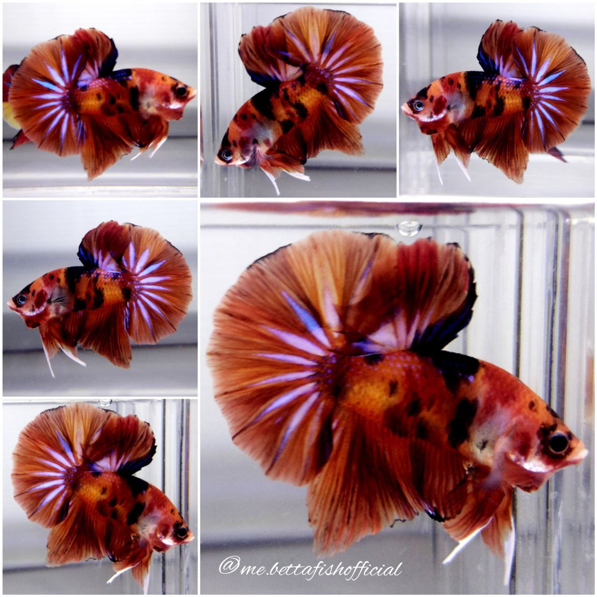 Over Halfmoon Plakat Nemo Tiger Galaxy