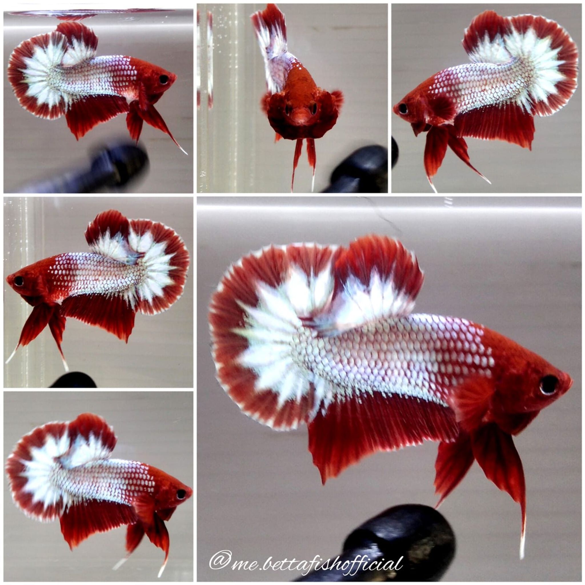 Over Halfmoon Plakat Red FCCP Start Tail