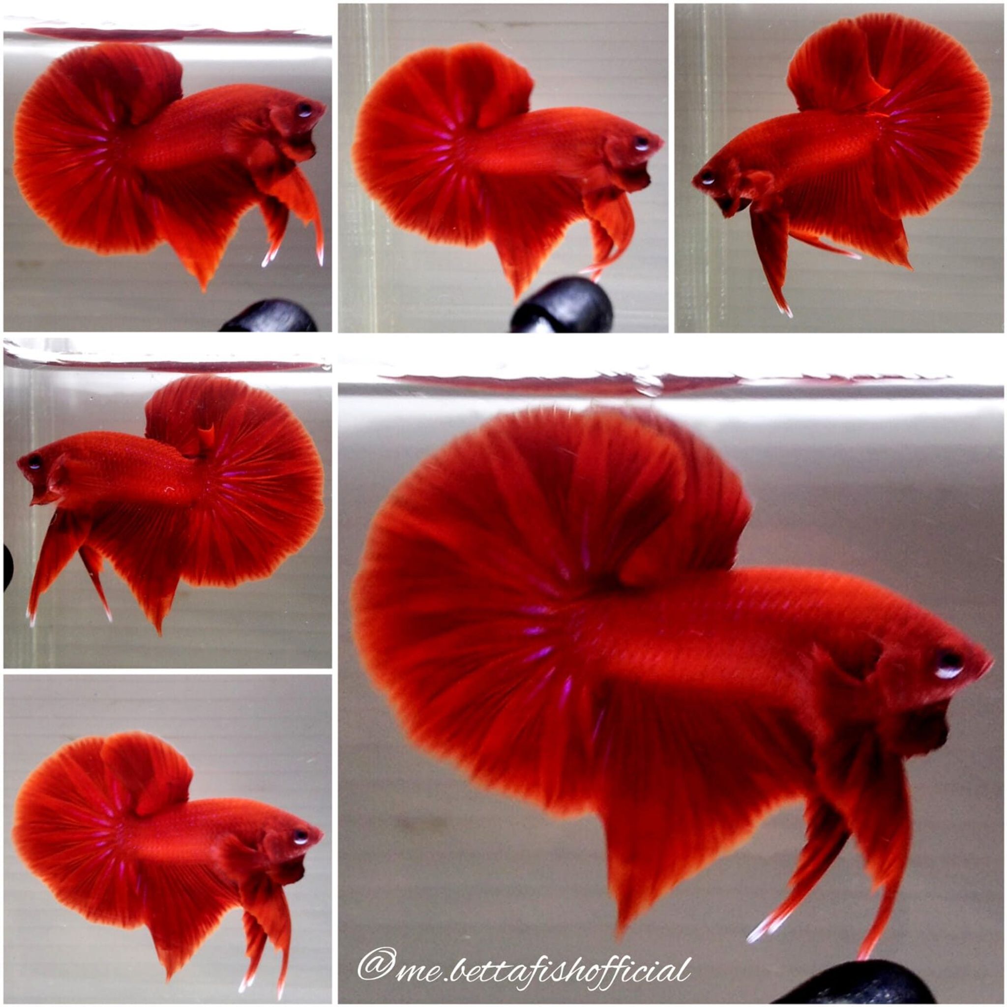 Over Halfmoon Plakat Super Red
