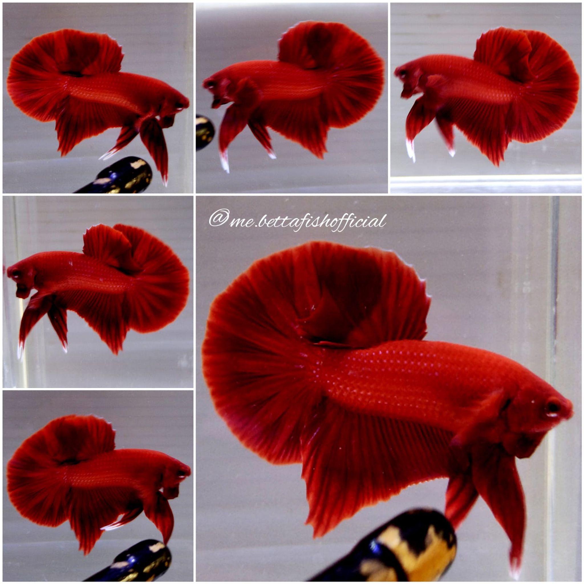 Over Halfmoon Plakat Super Red