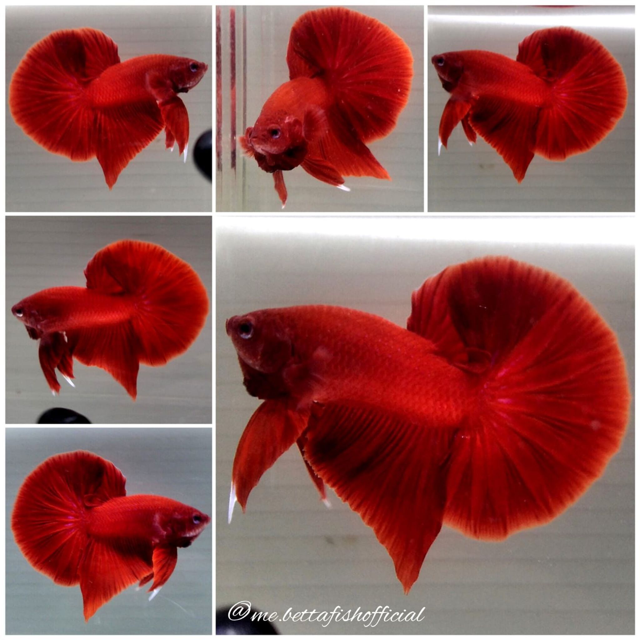 Over Halfmoon Plakat Super Red