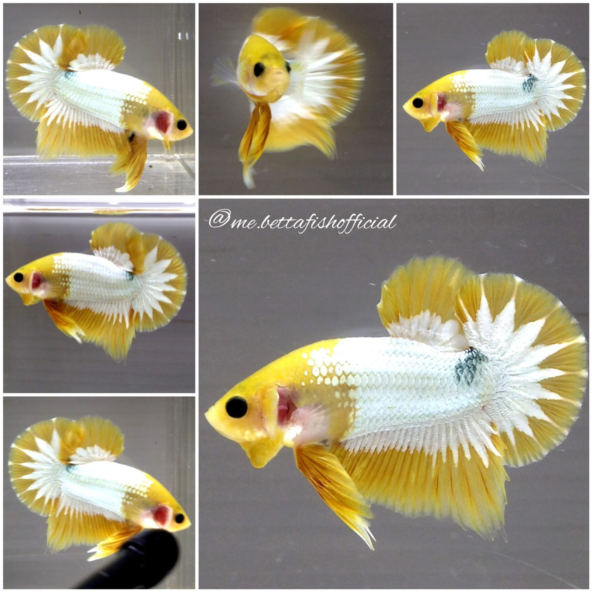 Over Halfmoon Plakat Yellow FCCP Start Tail