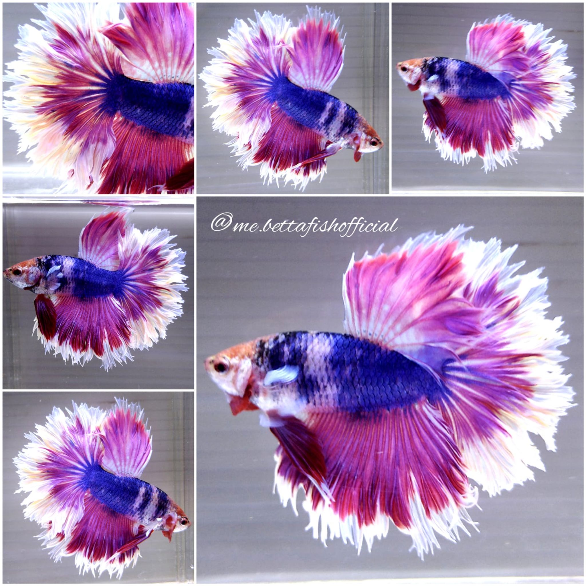 Over Halfsun Fancy Lavender Butterfly