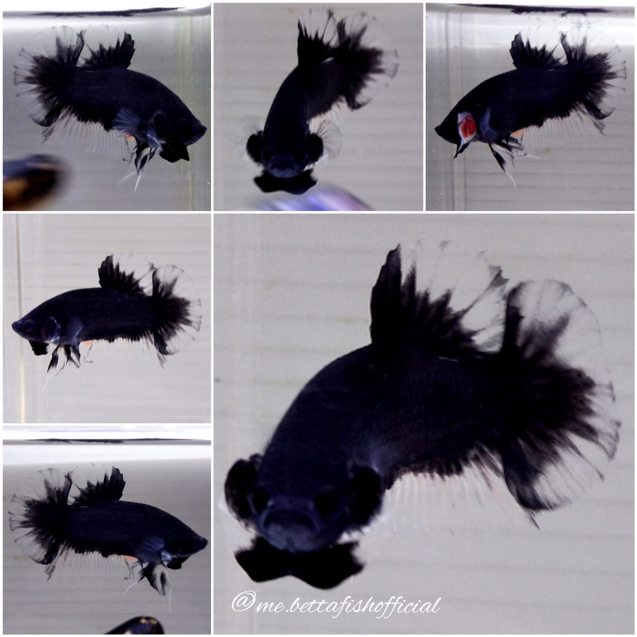 Over Tail Plakat Black Ghost