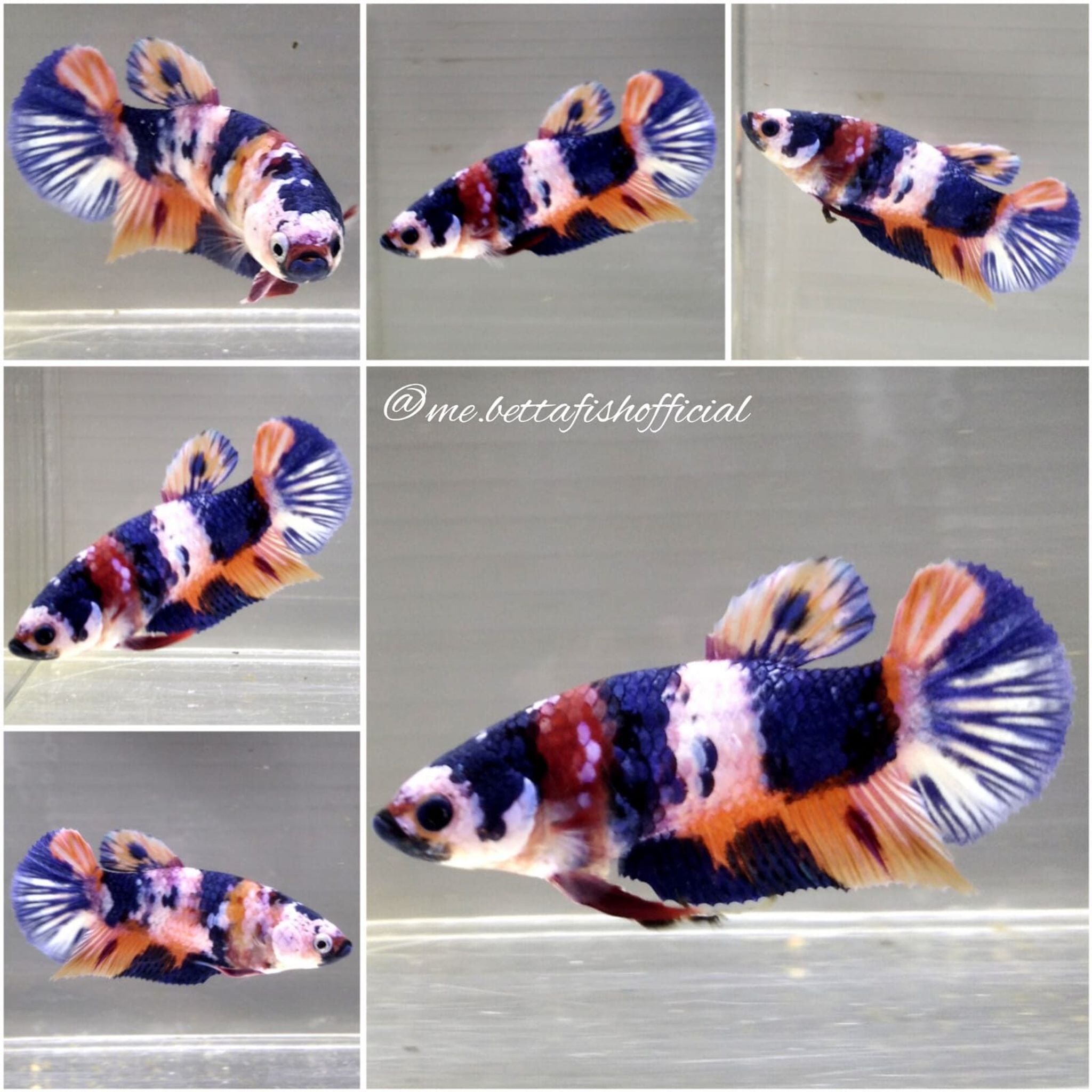 Over Tail Plakat Candy Multicolour