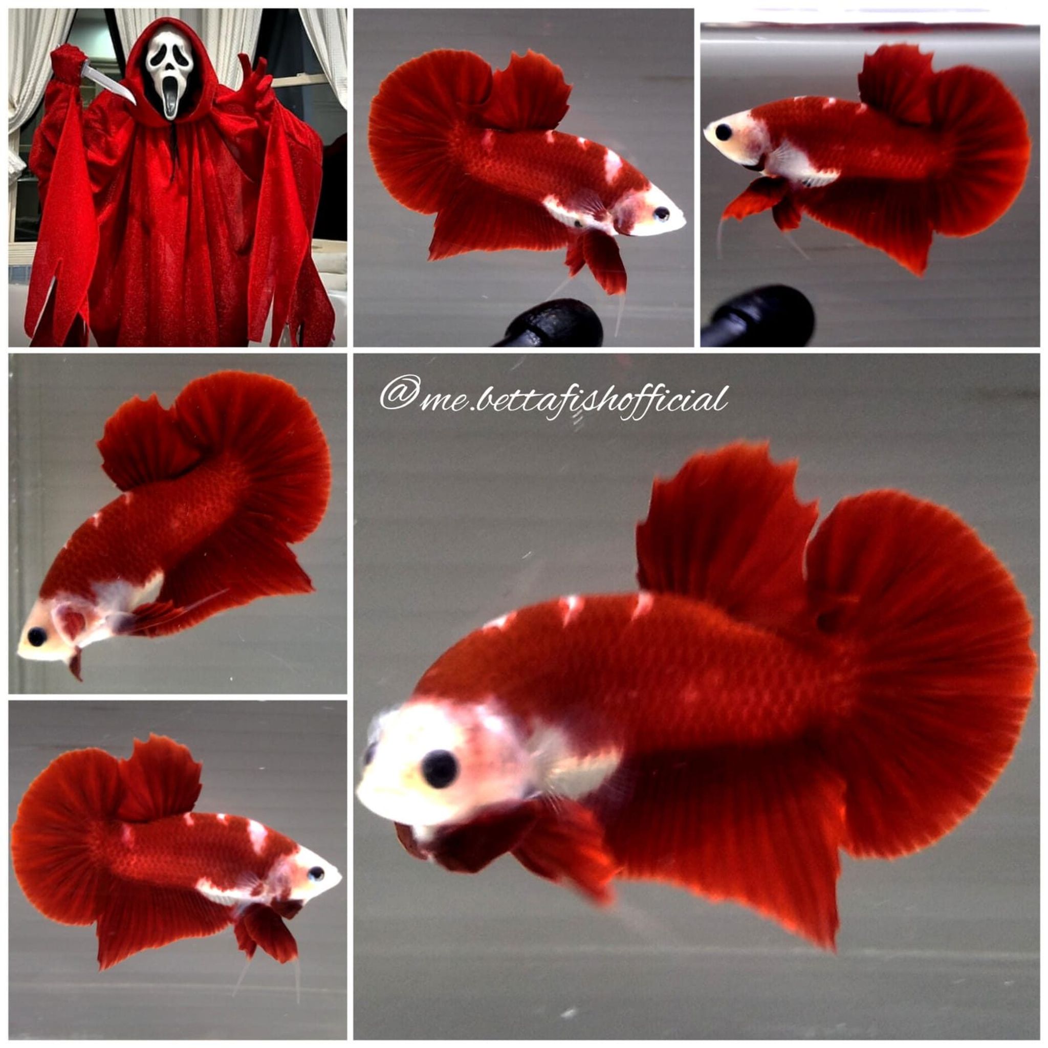 Over Tail Plakat Red Ghost( 1 Tone Colour)