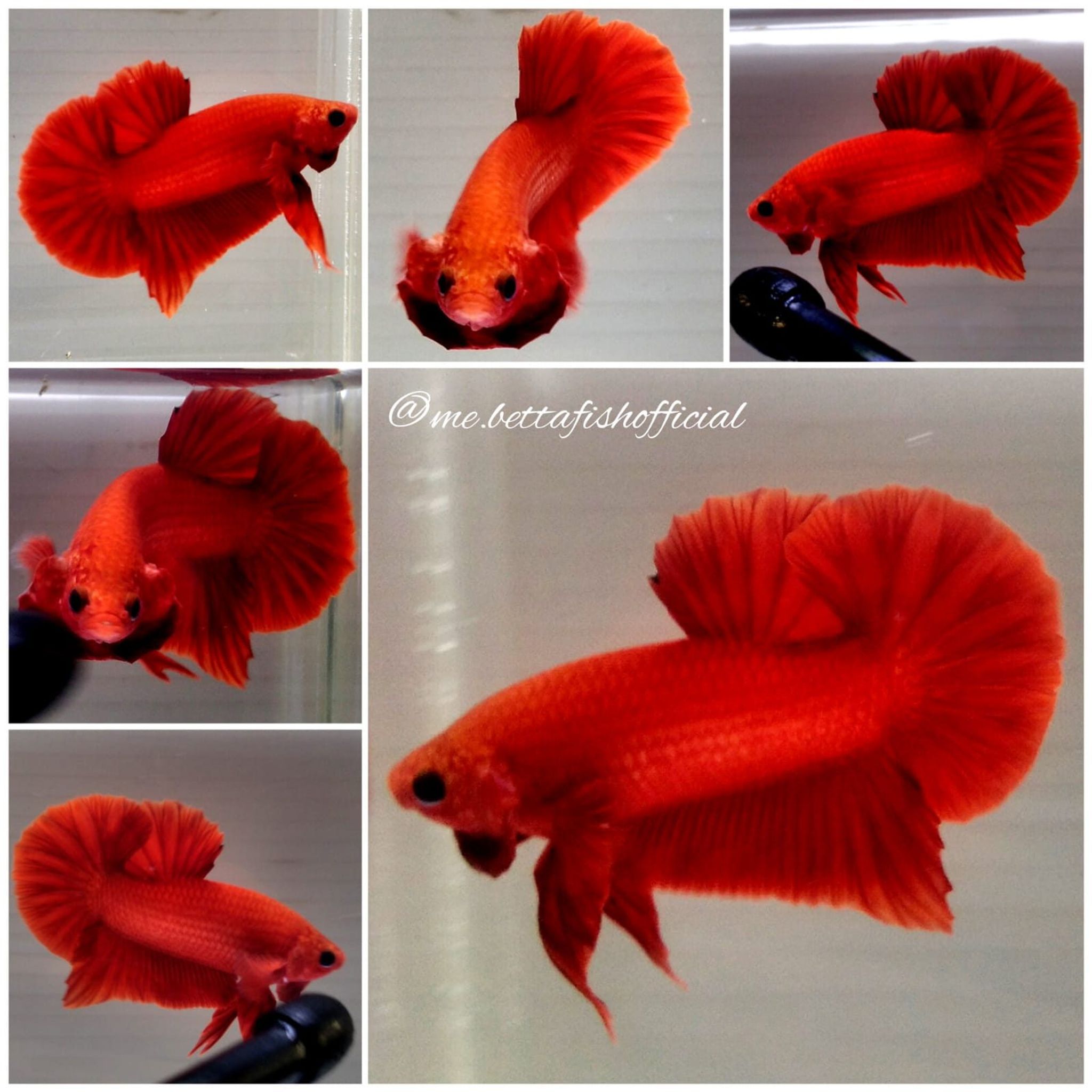 Over Tail Plakat Red Hellboy