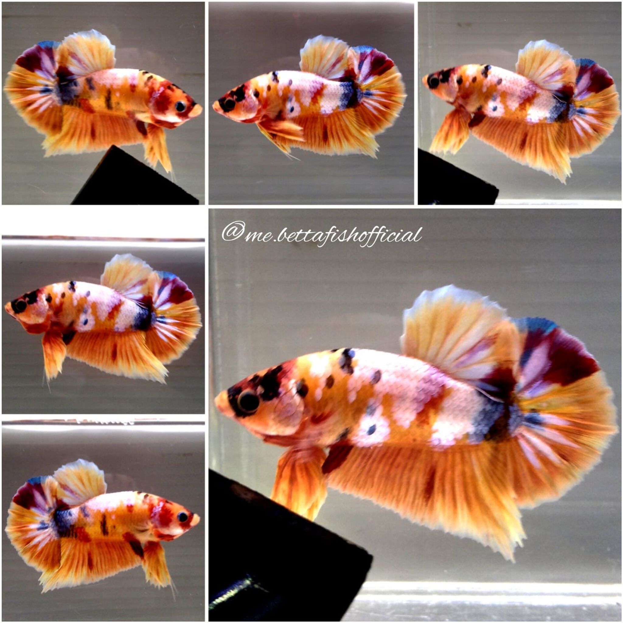Over Tail Plakat Sunkist Candy