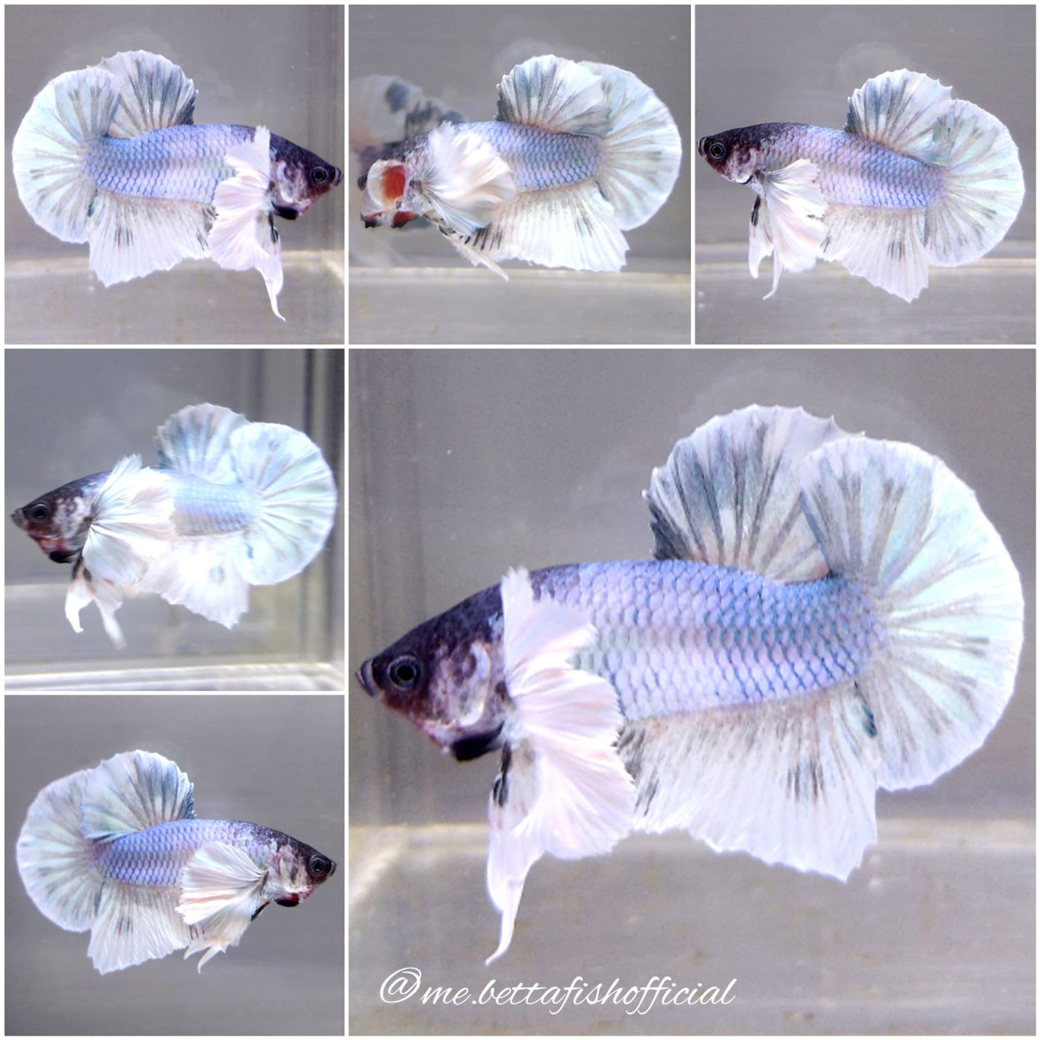 Over Tail Plakat Super Dumbo Ear Blue Aurora