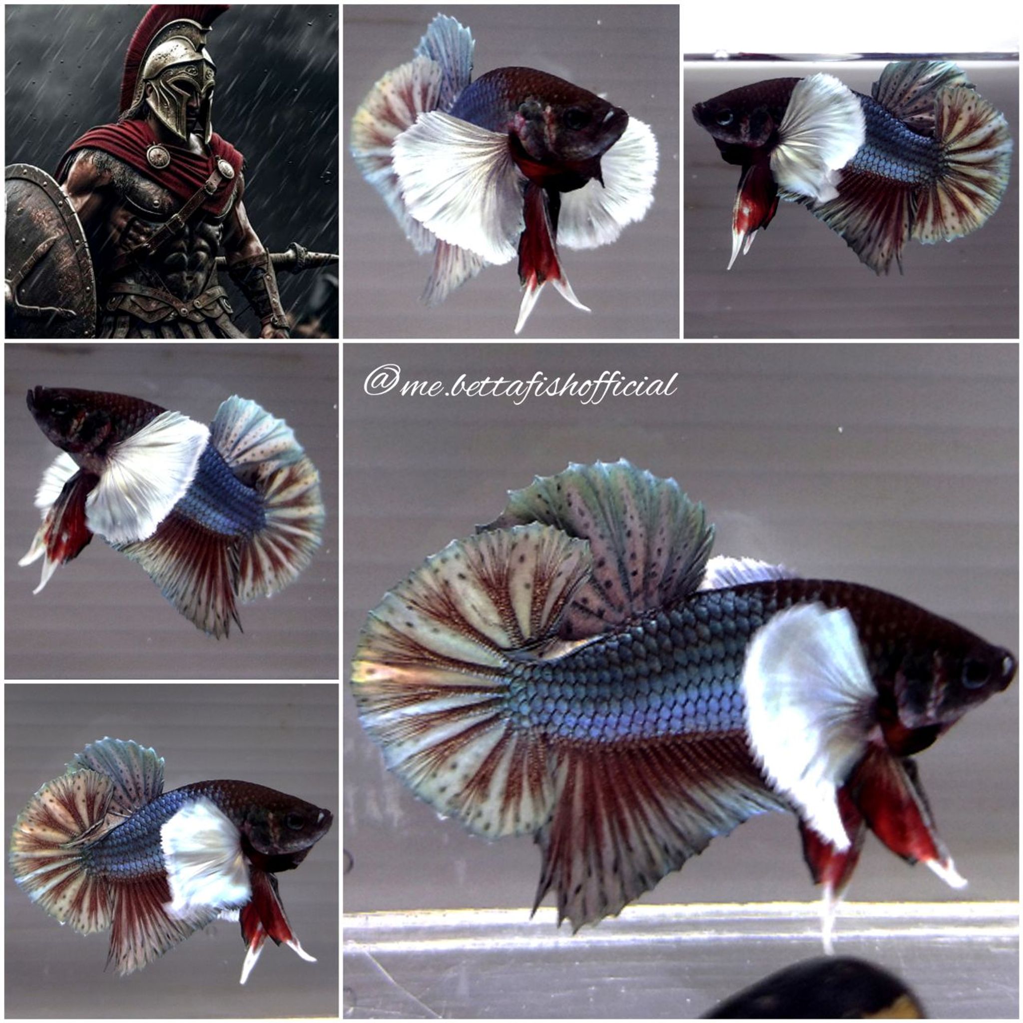 Over Tail Plakat Super Dumbo Ear Gladiator Series