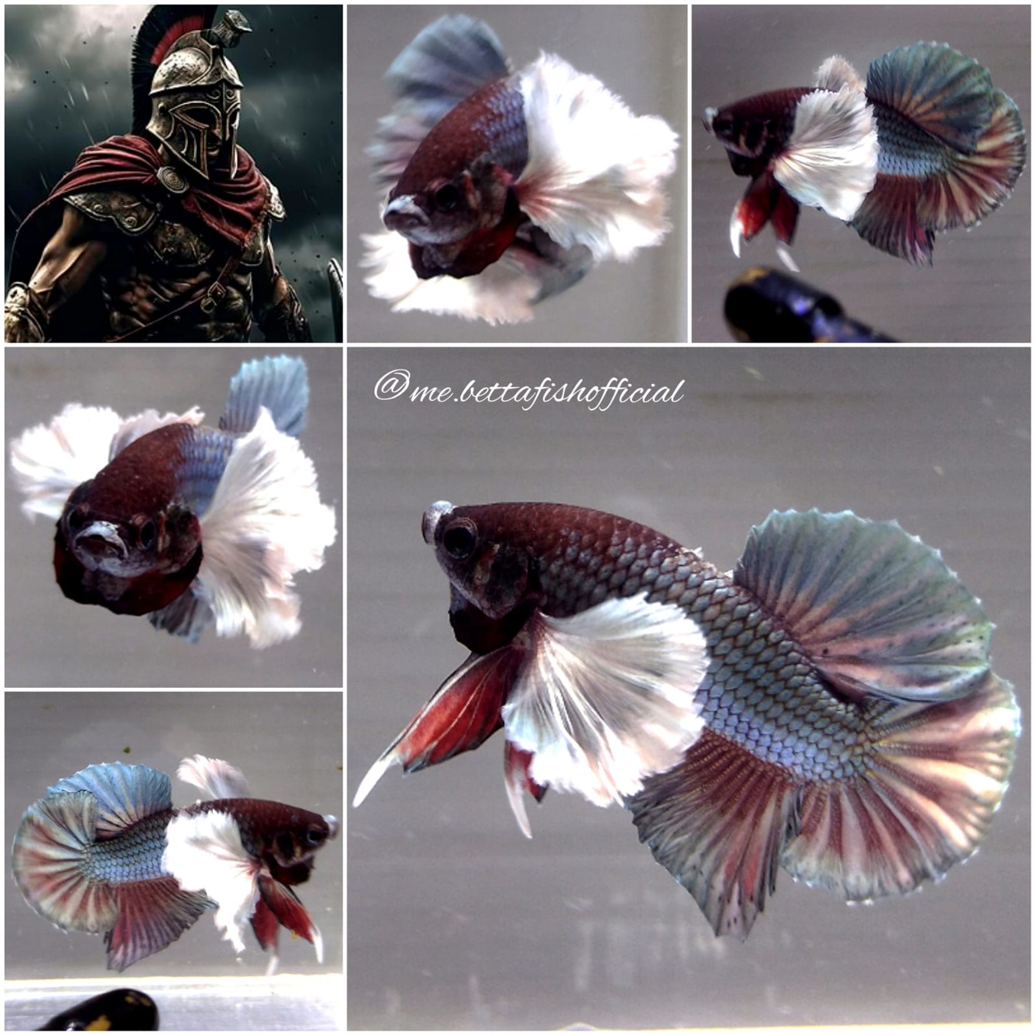 Over Tail Plakat Super Dumbo Ear Gladiator Series