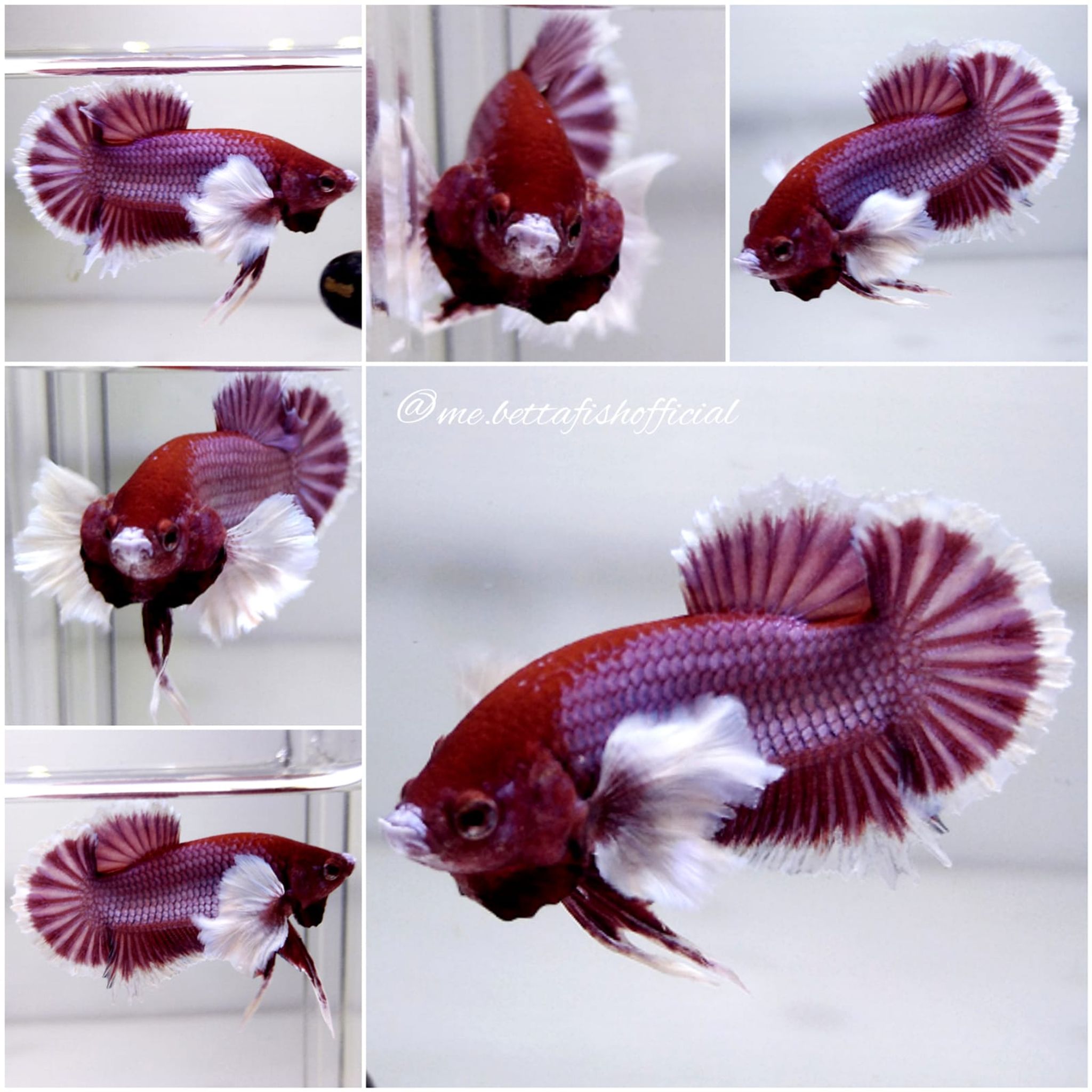 Over Tail Plakat Super Dumbo Ear Lavender Butterfly