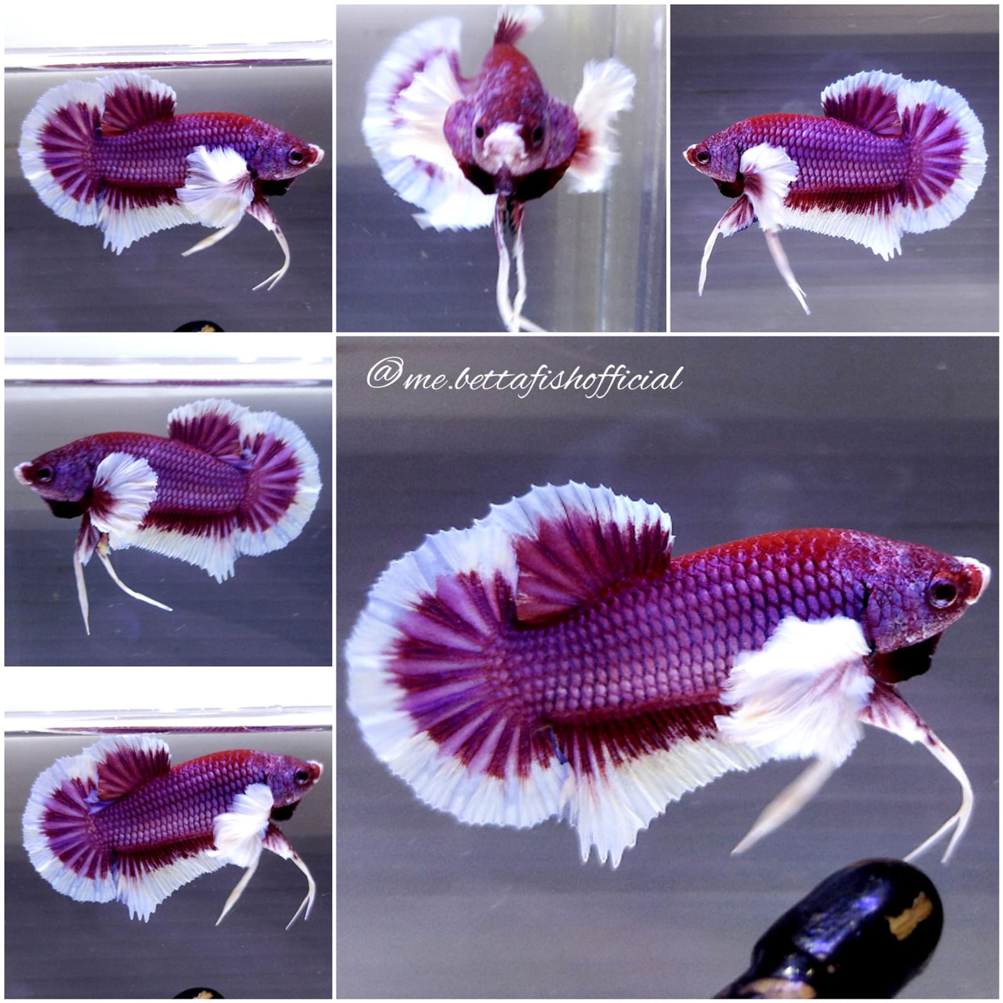 Over Tail Plakat Super Dumbo Ear Lavender Butterfly