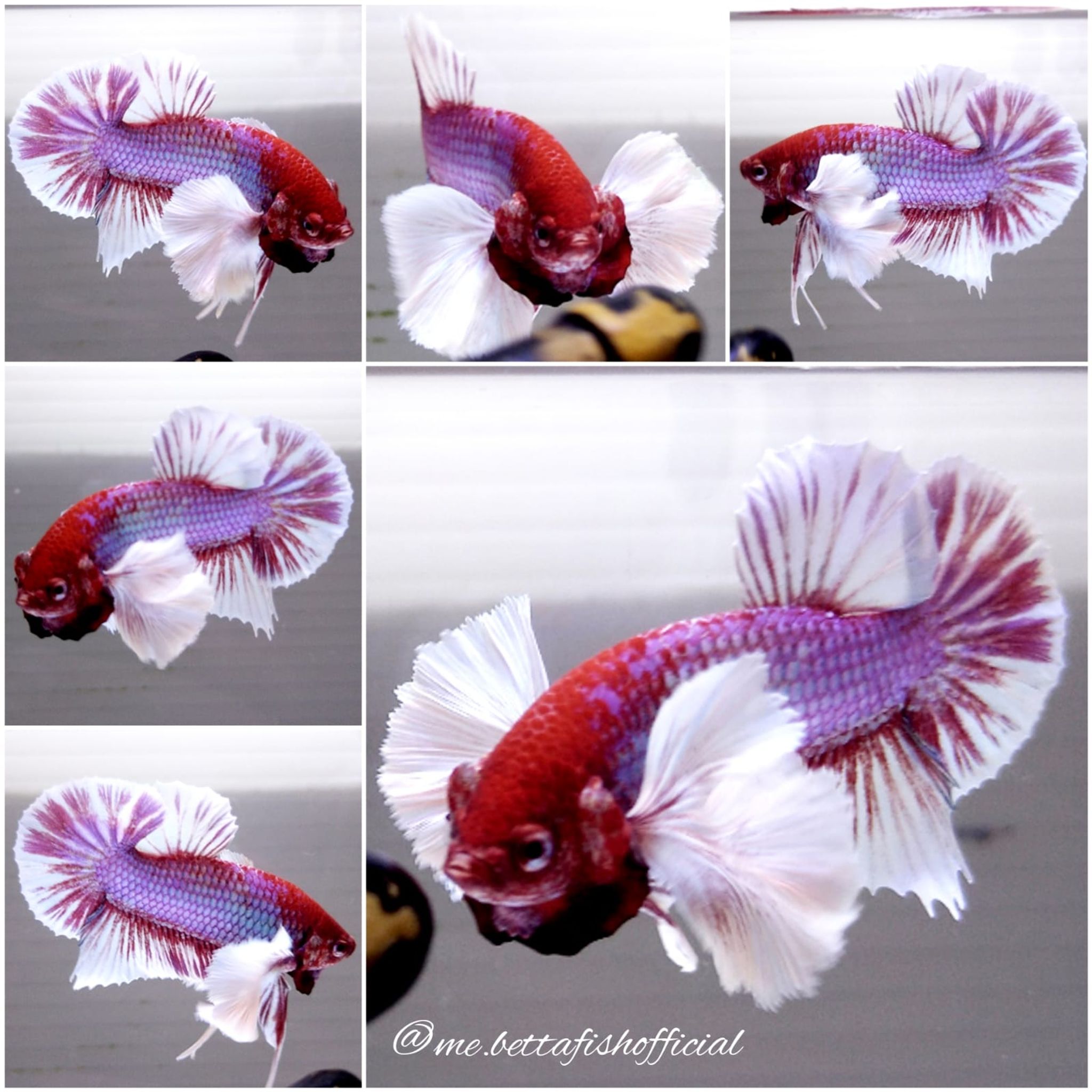 Over Tail Plakat Super Dumbo Ear Pink Lavender Rainbow Colour