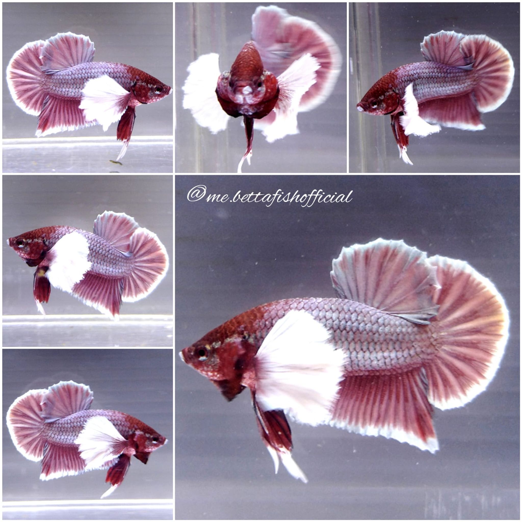 Over Tail Plakat Super Dumbo Ear Rosegold Butterfly