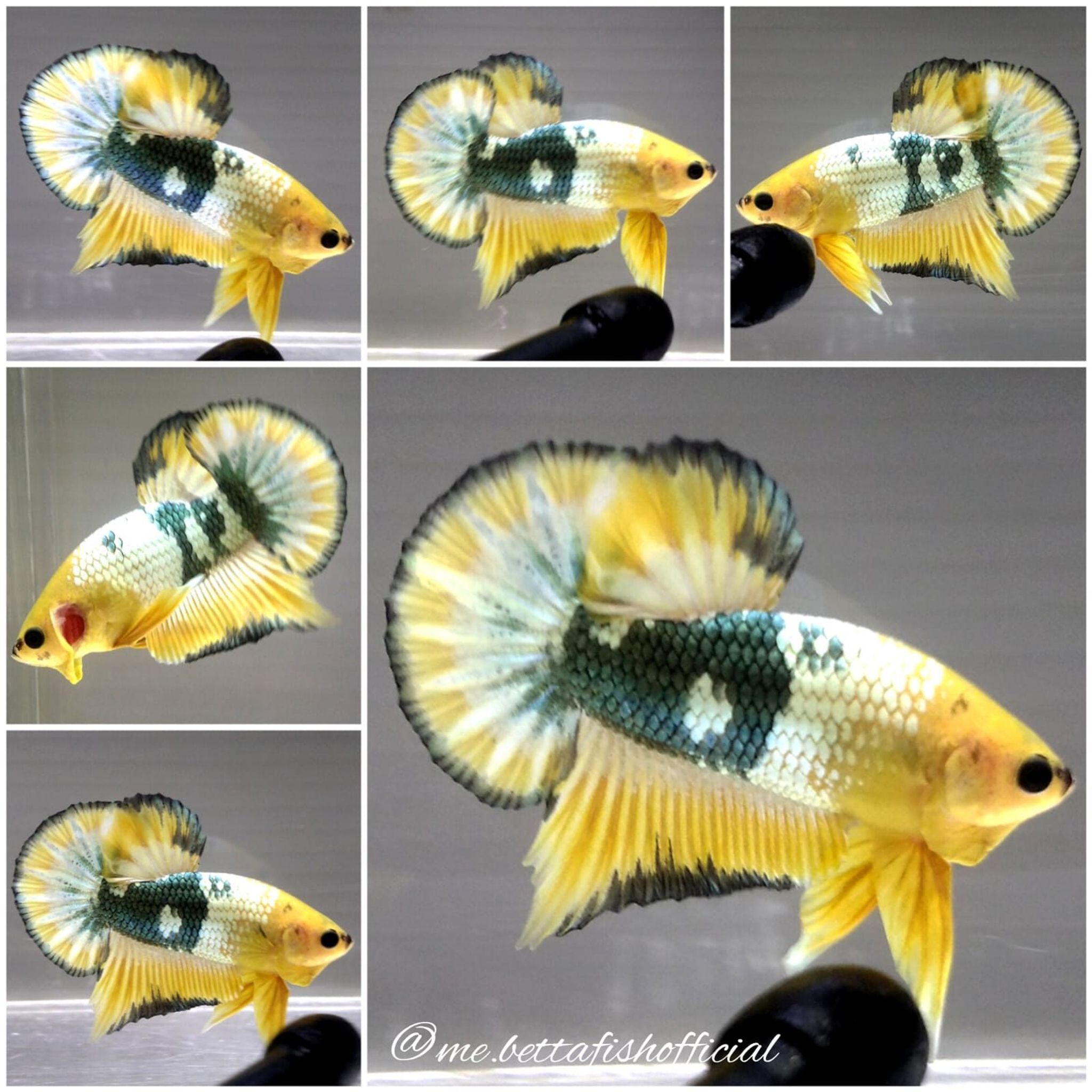 Over Tail Plakat Yellow Fancy Copper