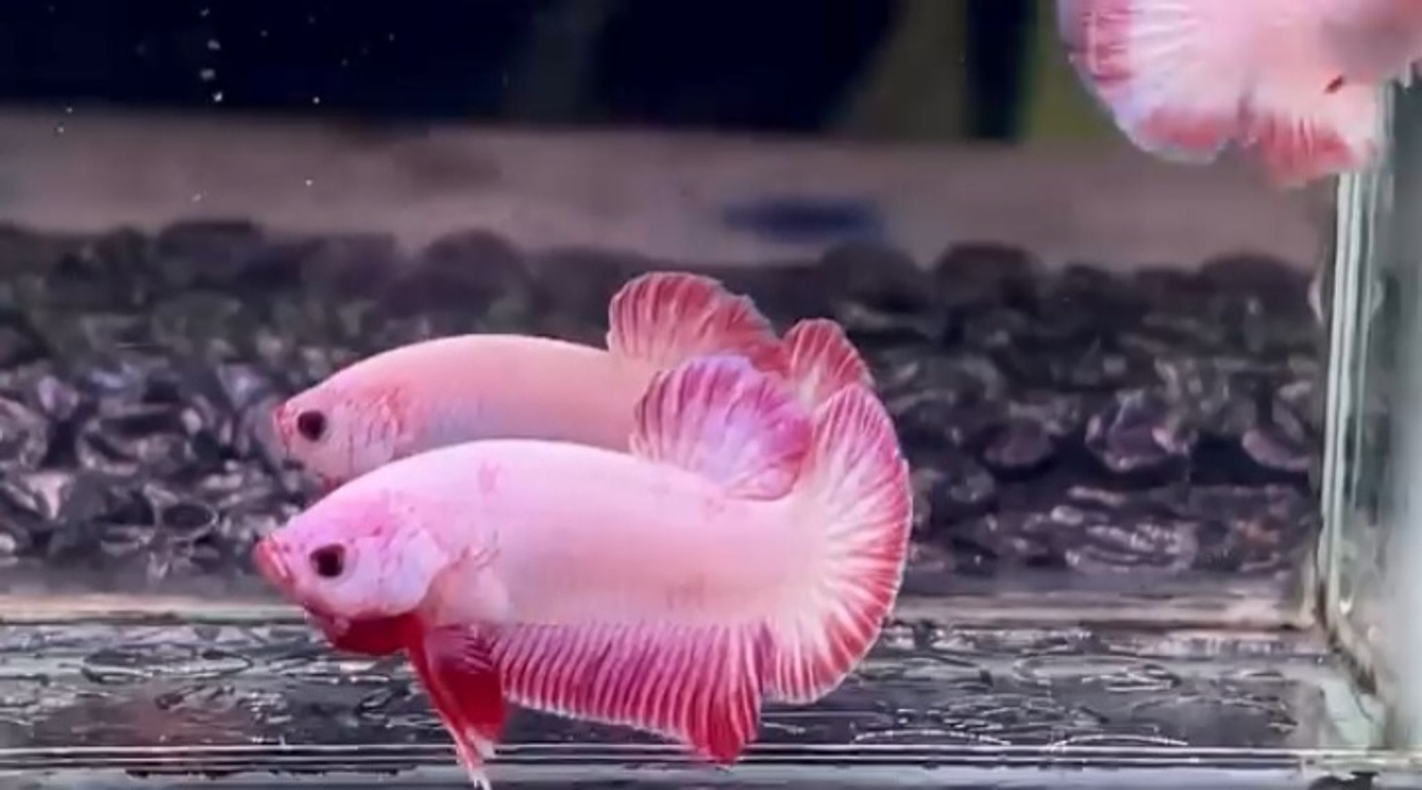 PK Flamingo