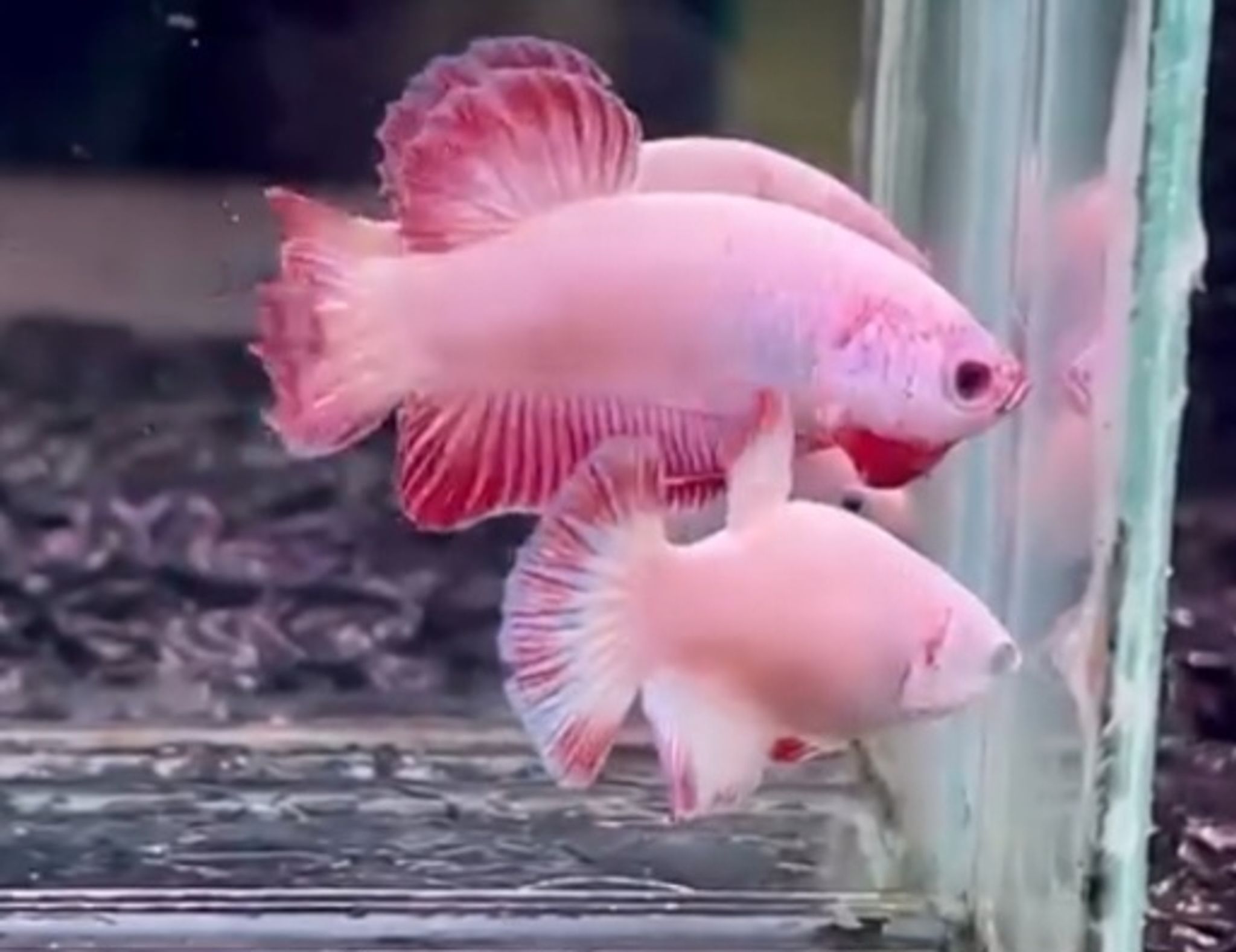 PK Flamingo