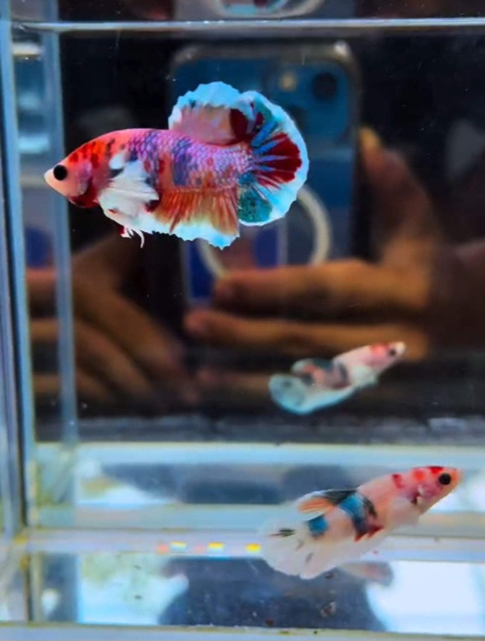 PK dumb ear multicolour