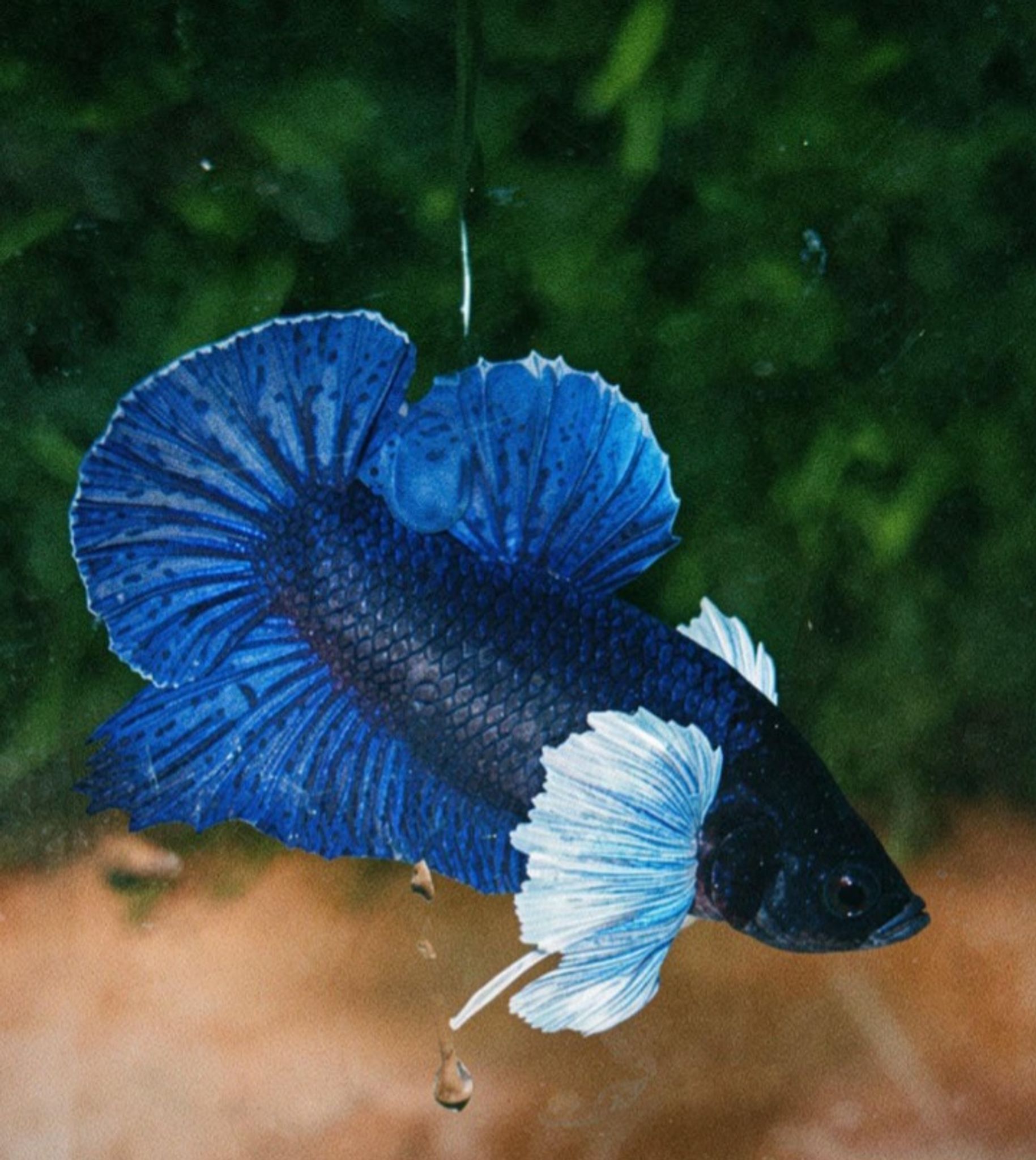 PK dumbo ear blue