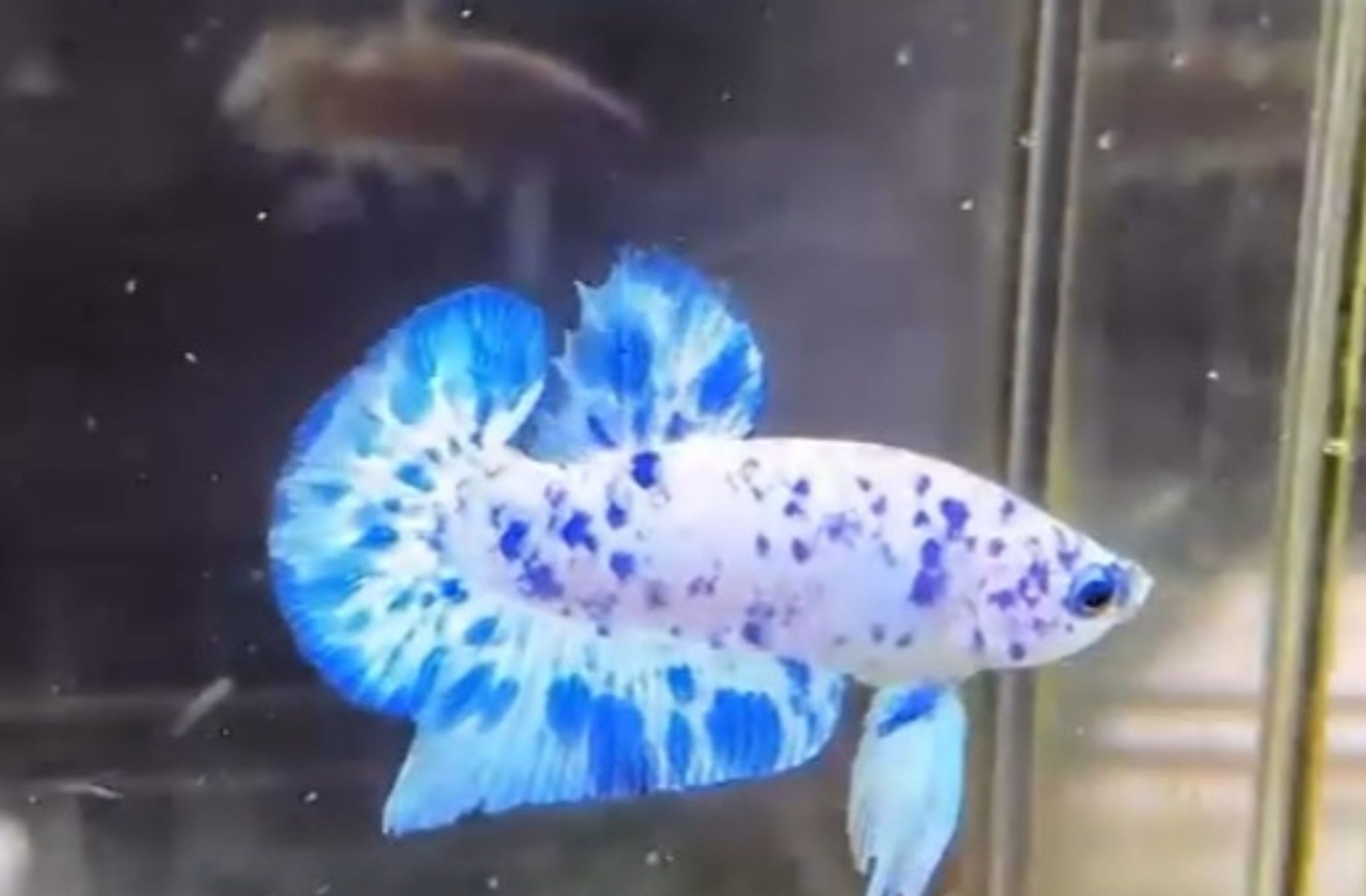 PK marble dot