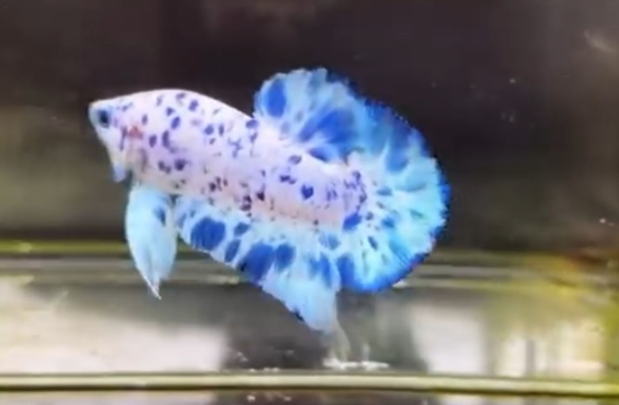 PK marble dot