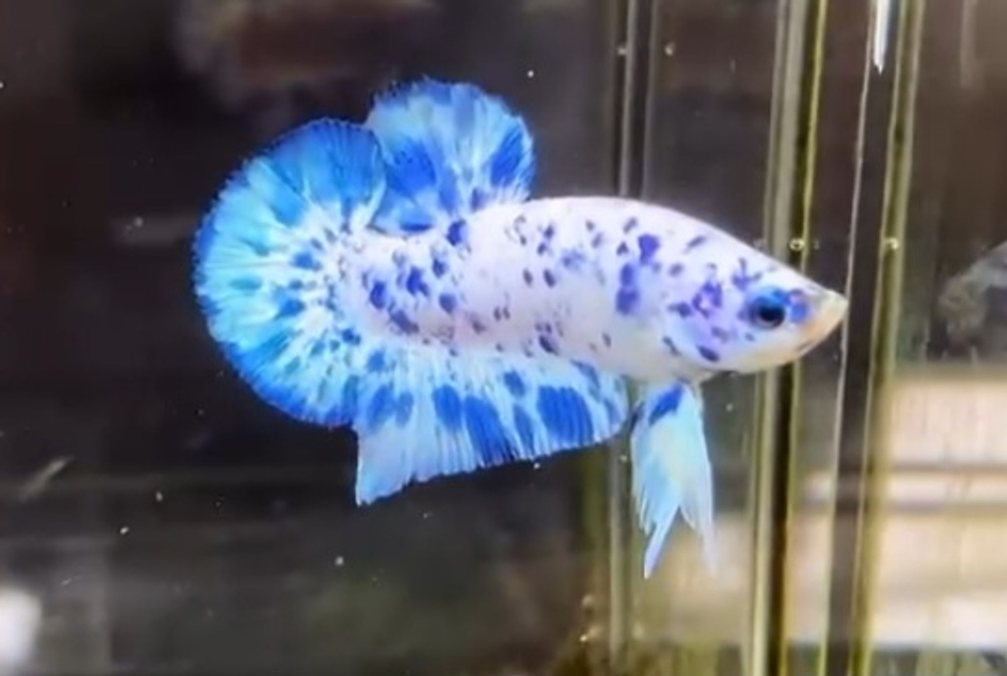 PK marble dot