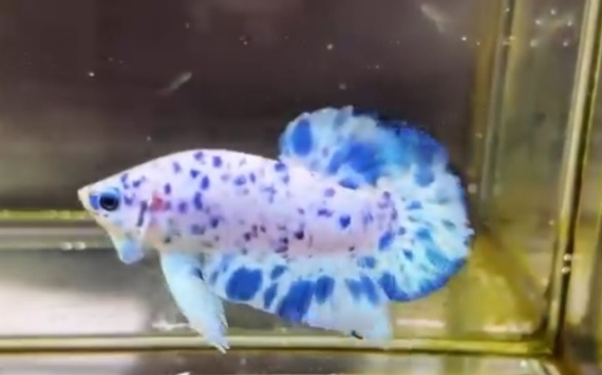PK marble dot