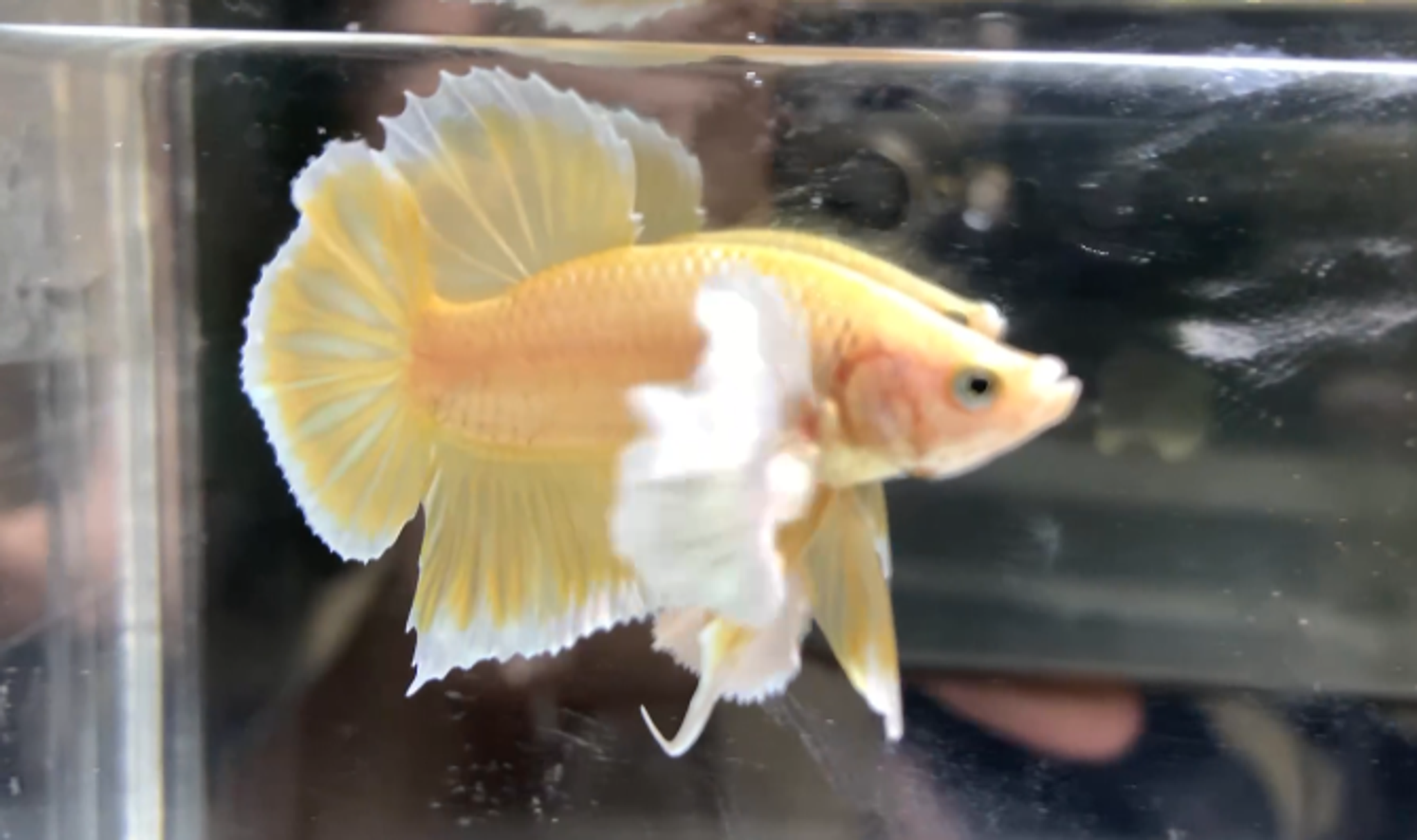 PKDE gold