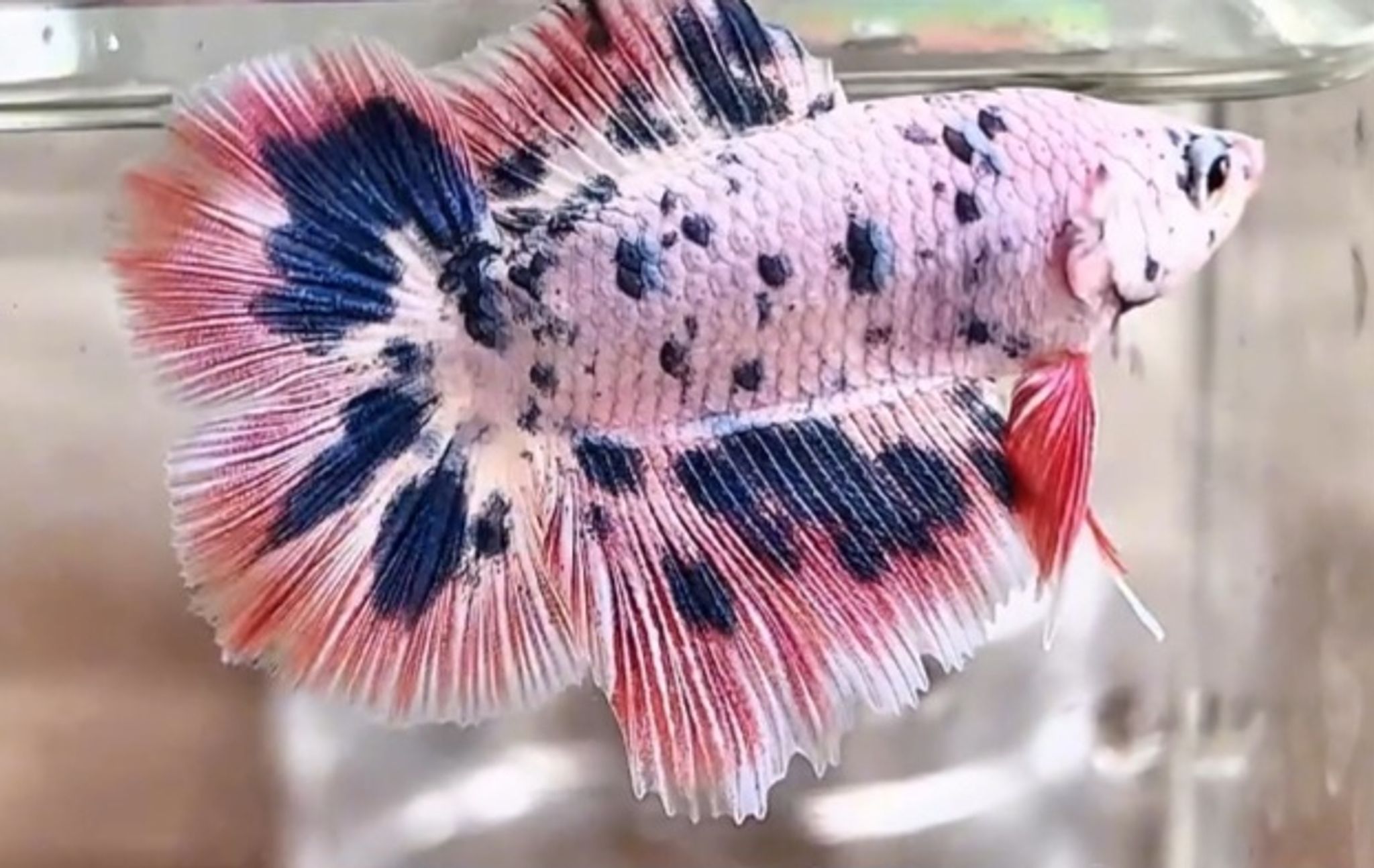 PKDT marble flamingo