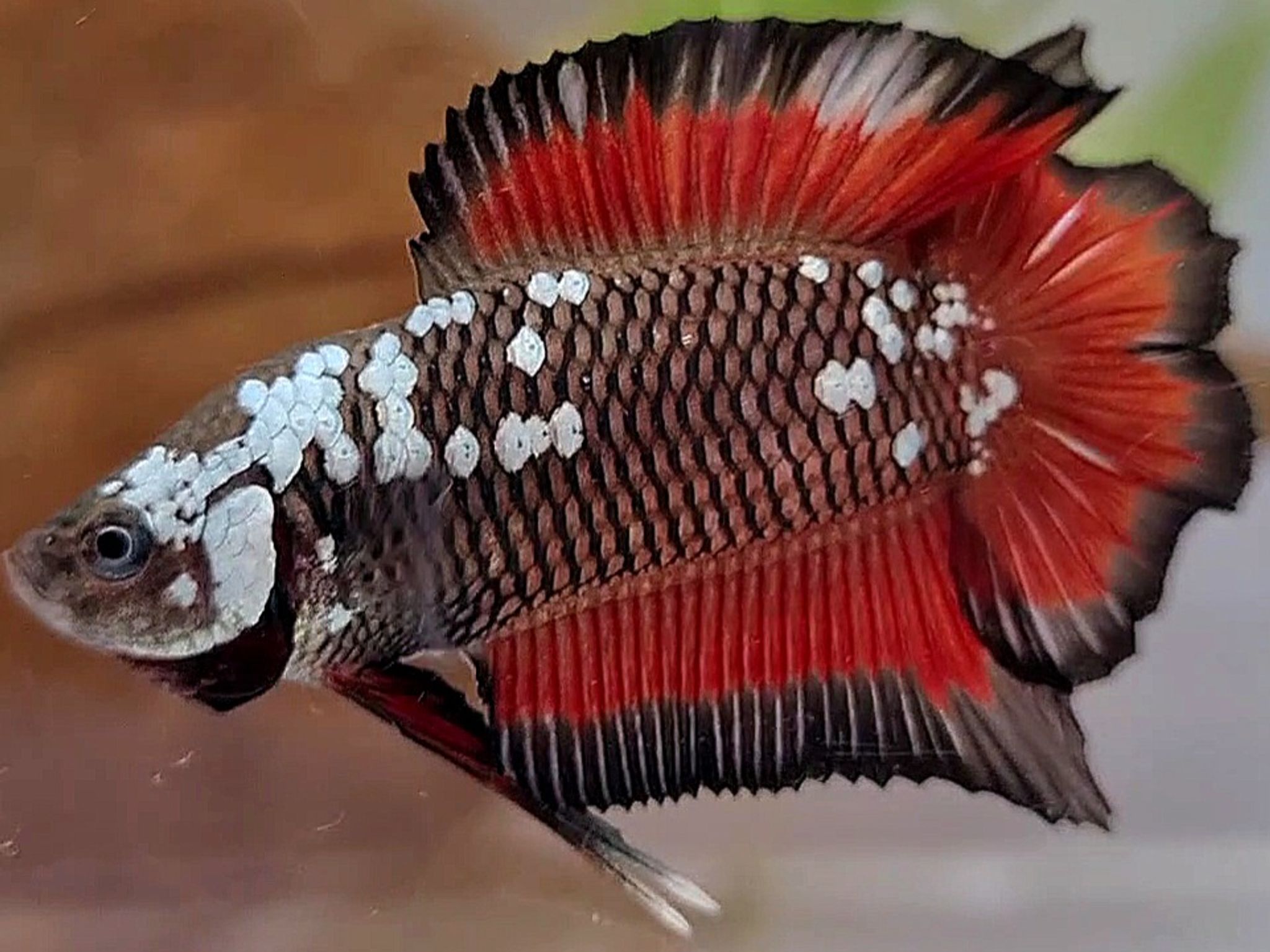 PLAKAT DOUBLE TAIL BLACK WHITE GALAXY MAMBA