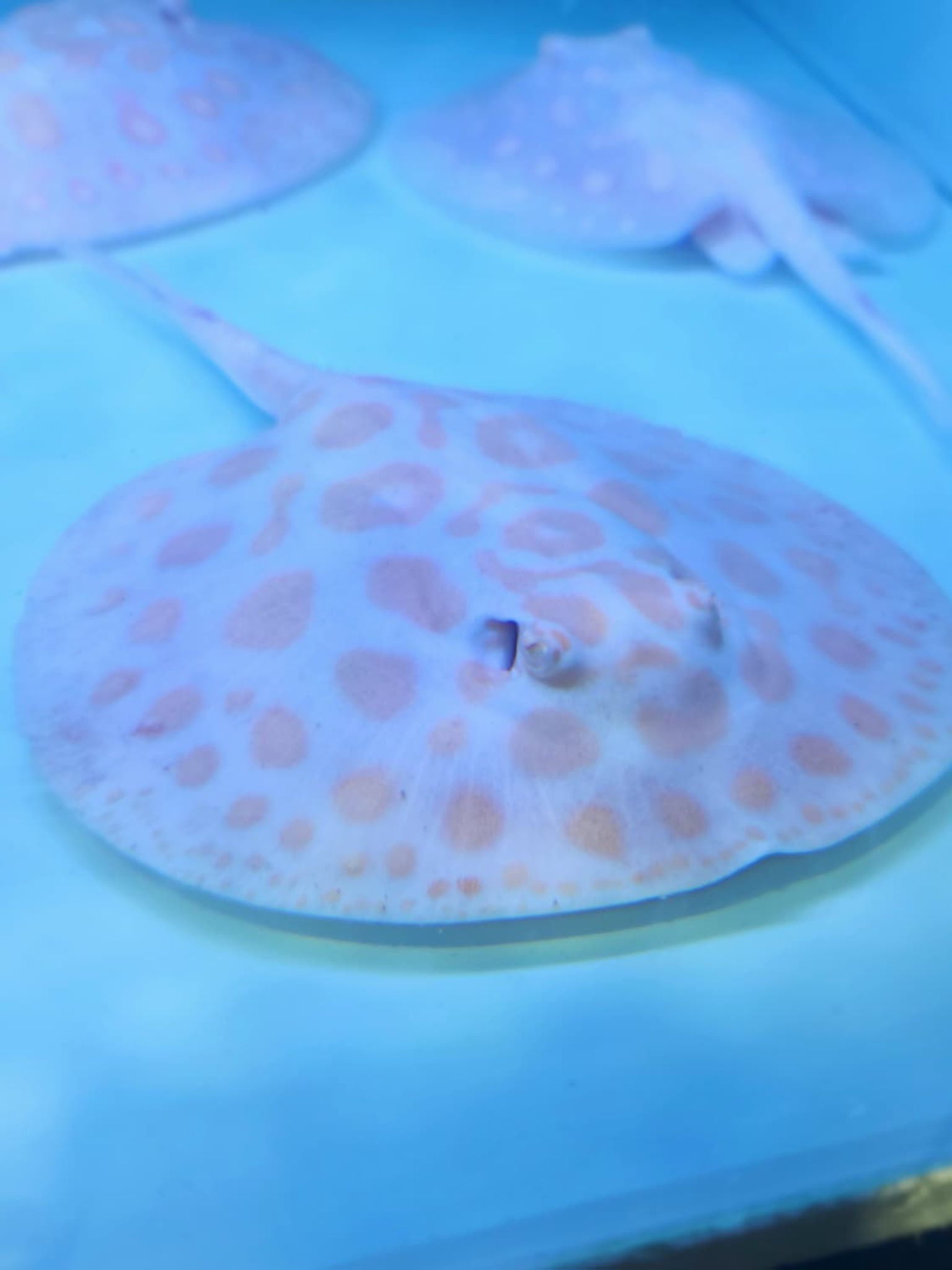 PREMIUM White Diamond / WD Hybrid Stingray