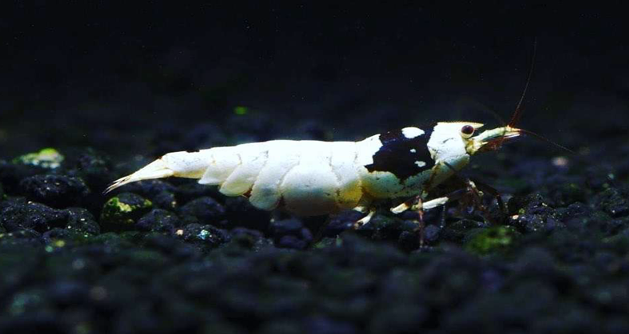 PURE BLACK LINE smiley (tmj lineage)