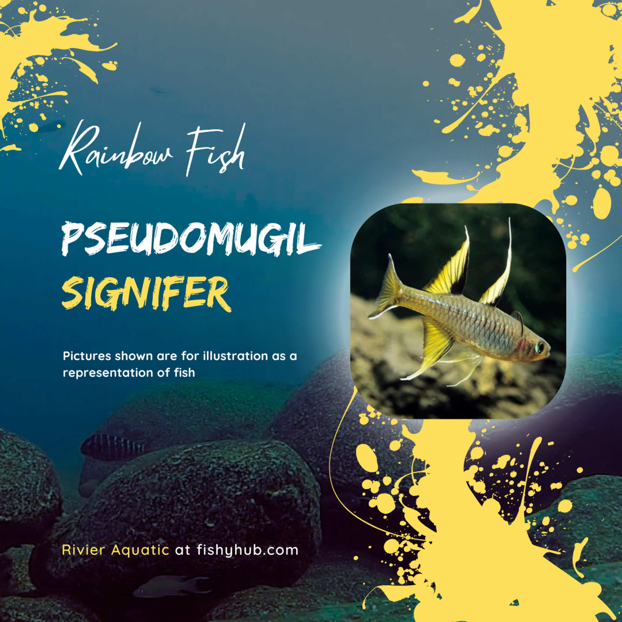 Pacific Blue Eye Rainbowfish (Pseudomugil Signifer)