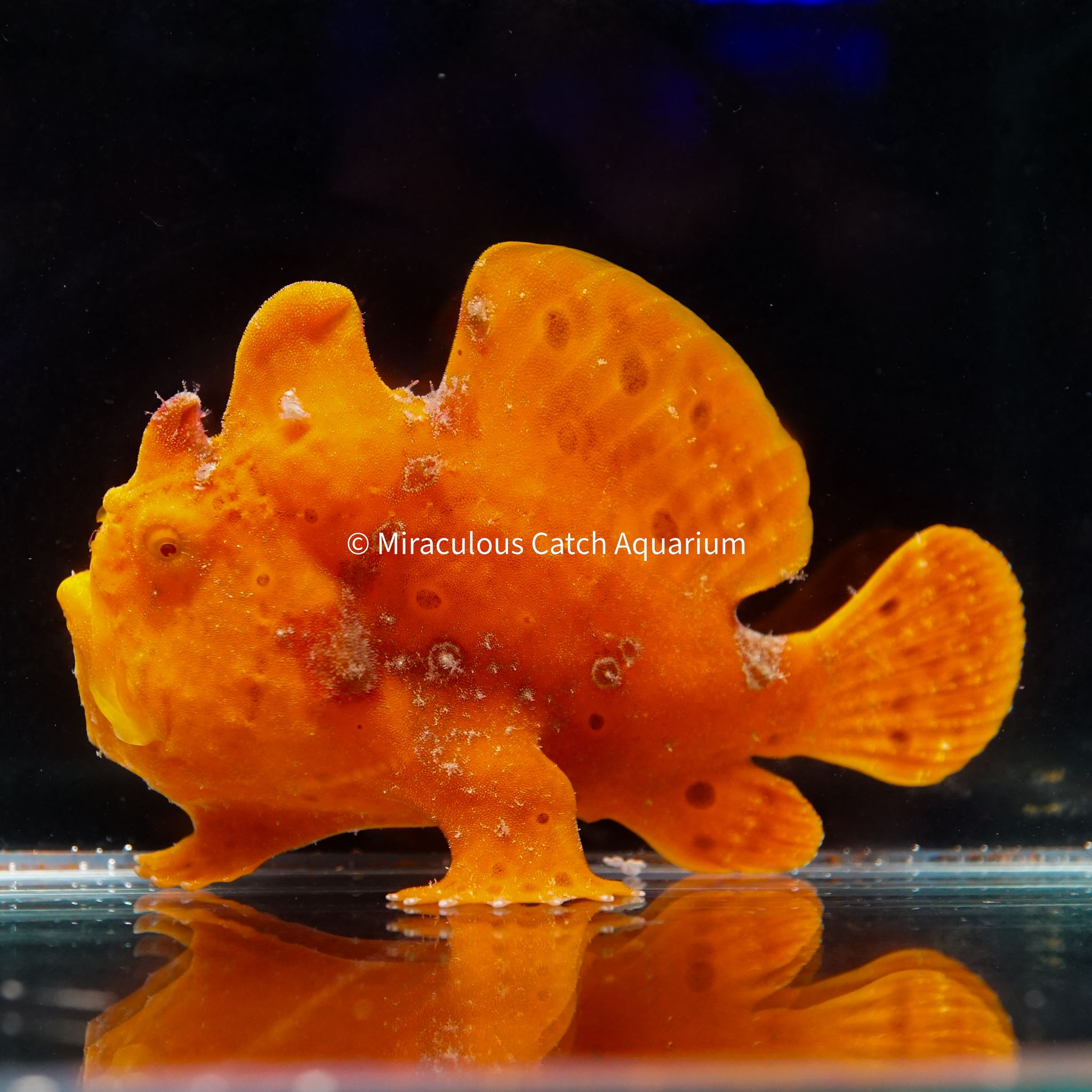 Painted Frogfish (Orange)