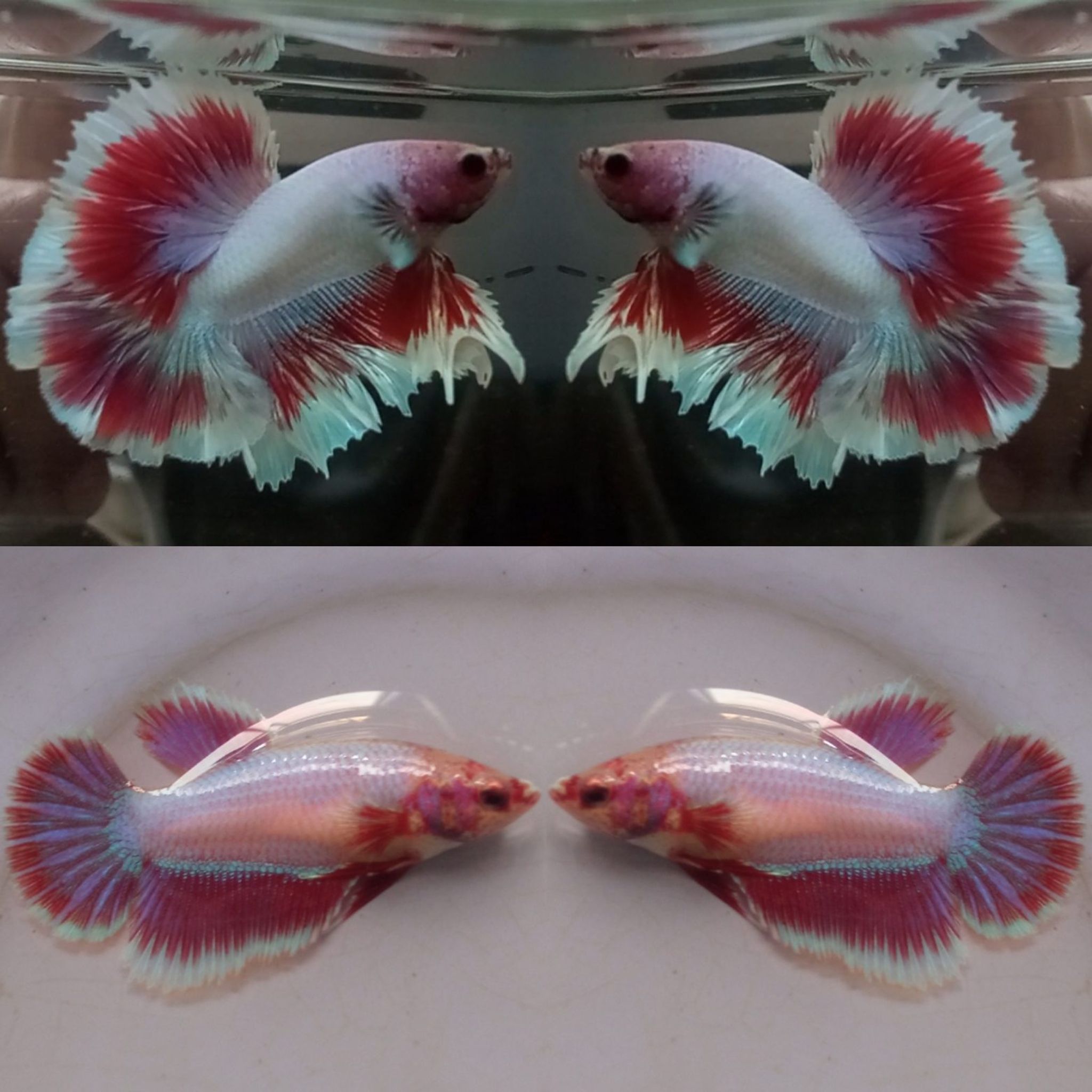 Pair Halfmoon Rosetail Unicorn