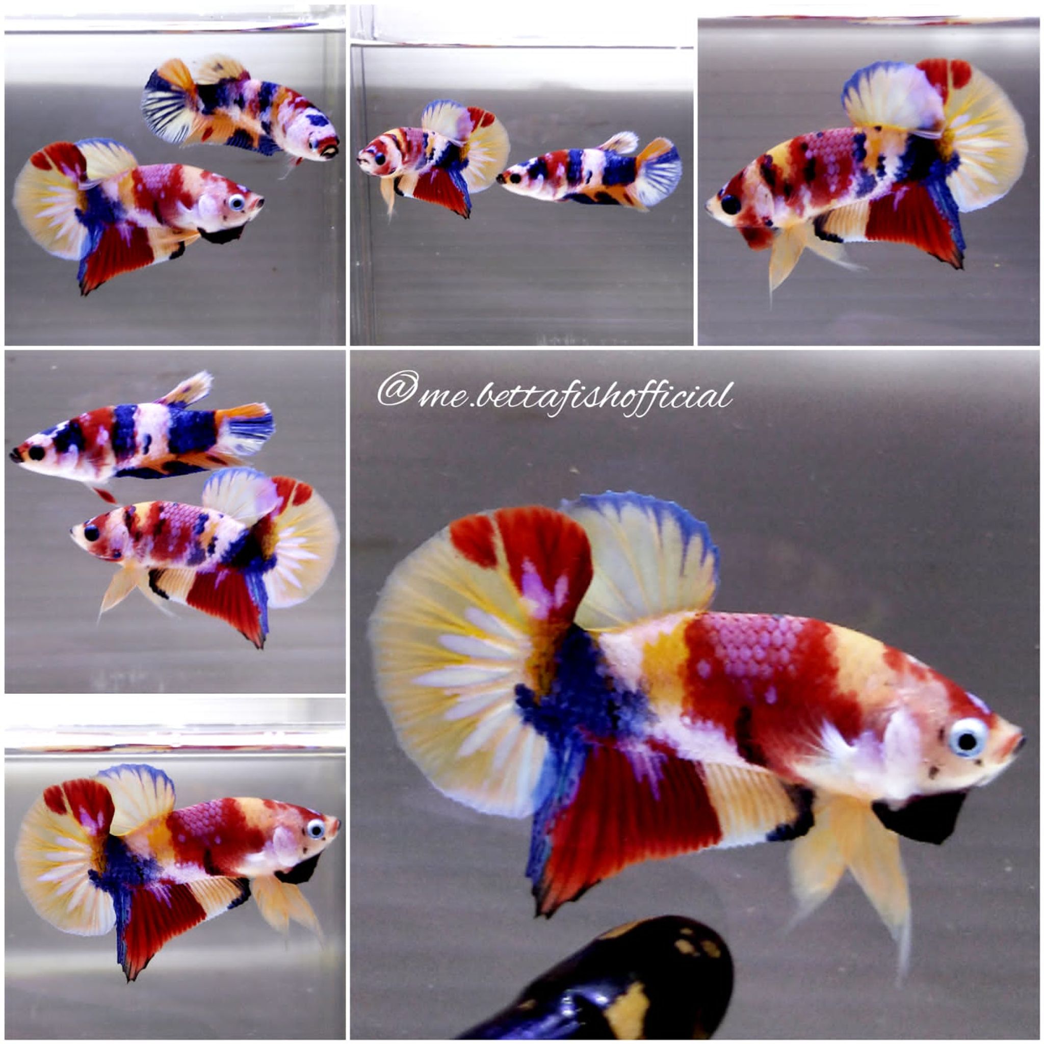 Pair Over Tail Plakat Yellow Base Multicolour