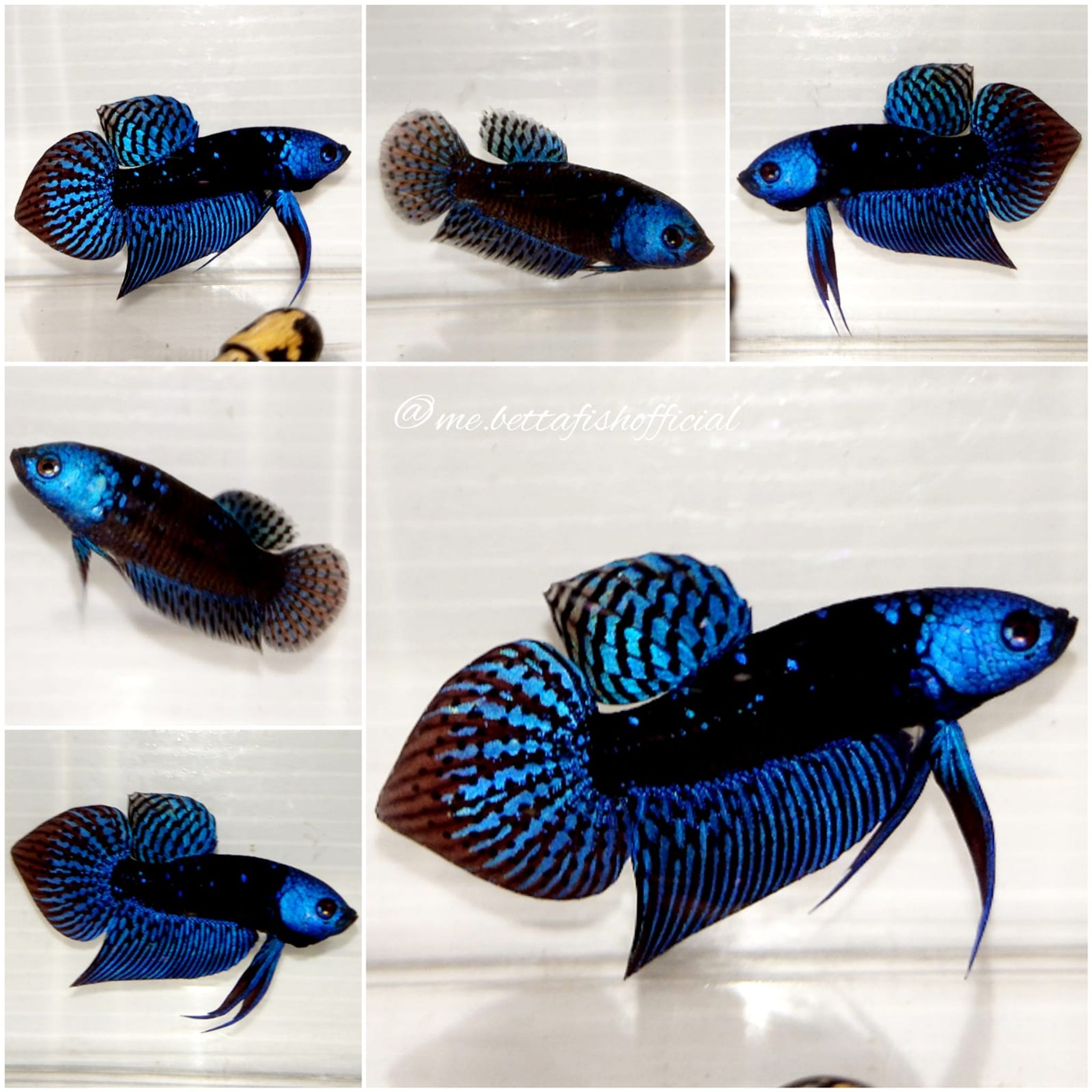 Pair Spade Tail Alien Blue Samurai