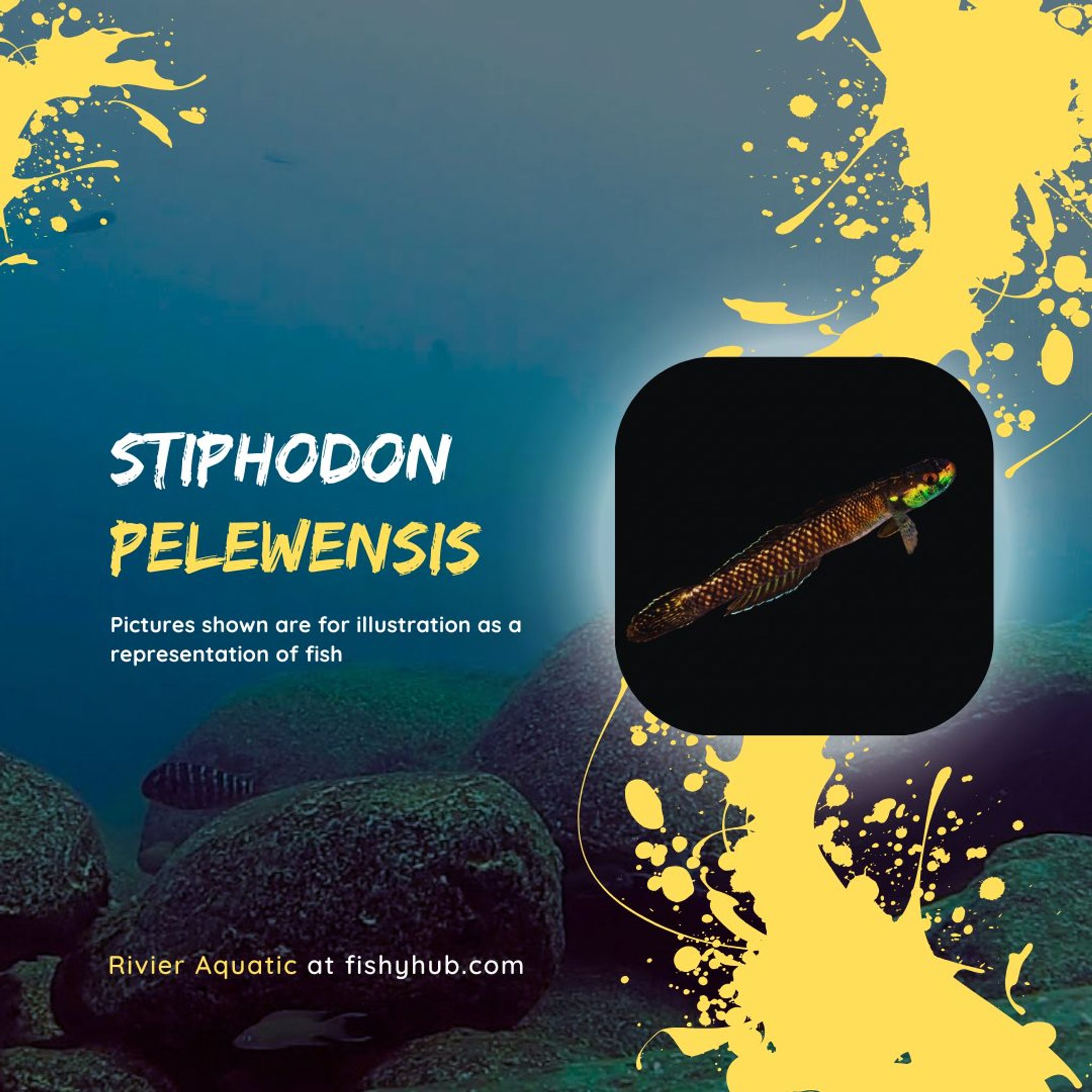 Palauan Riffle Dwarf Goby (Stiphodon Pelewensis)