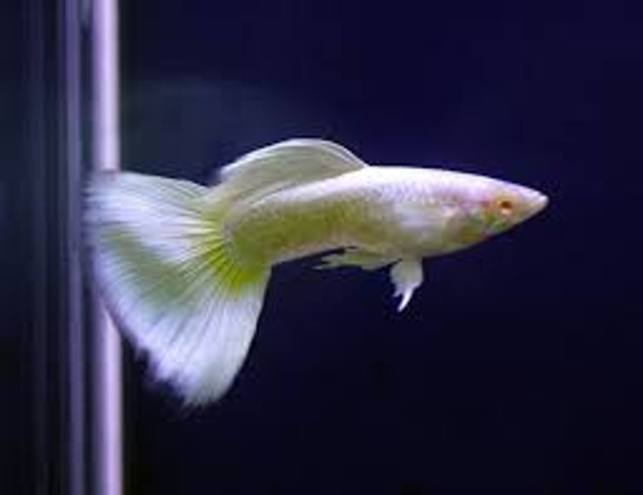 Platinum Lemon Guppy Male