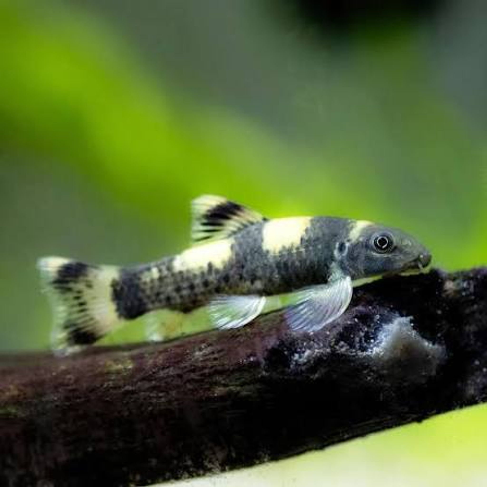 Panda Garra Rufa