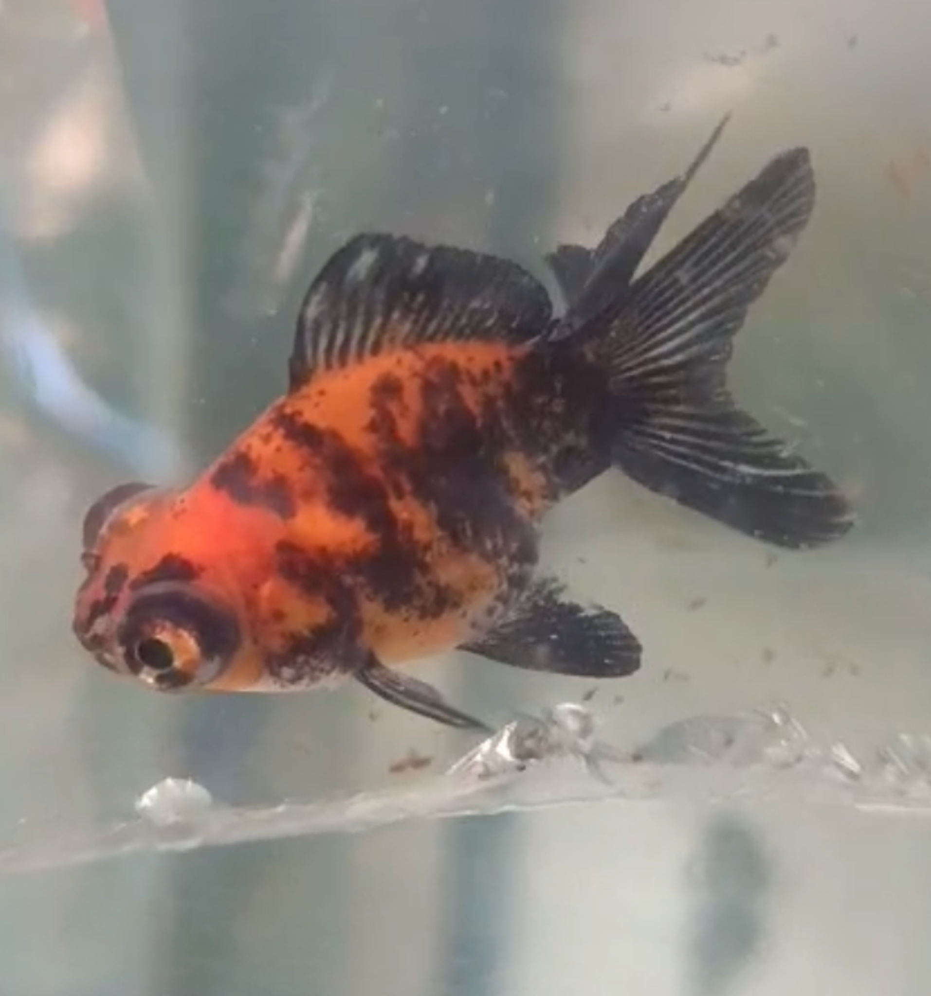 Panda Moor Goldfish